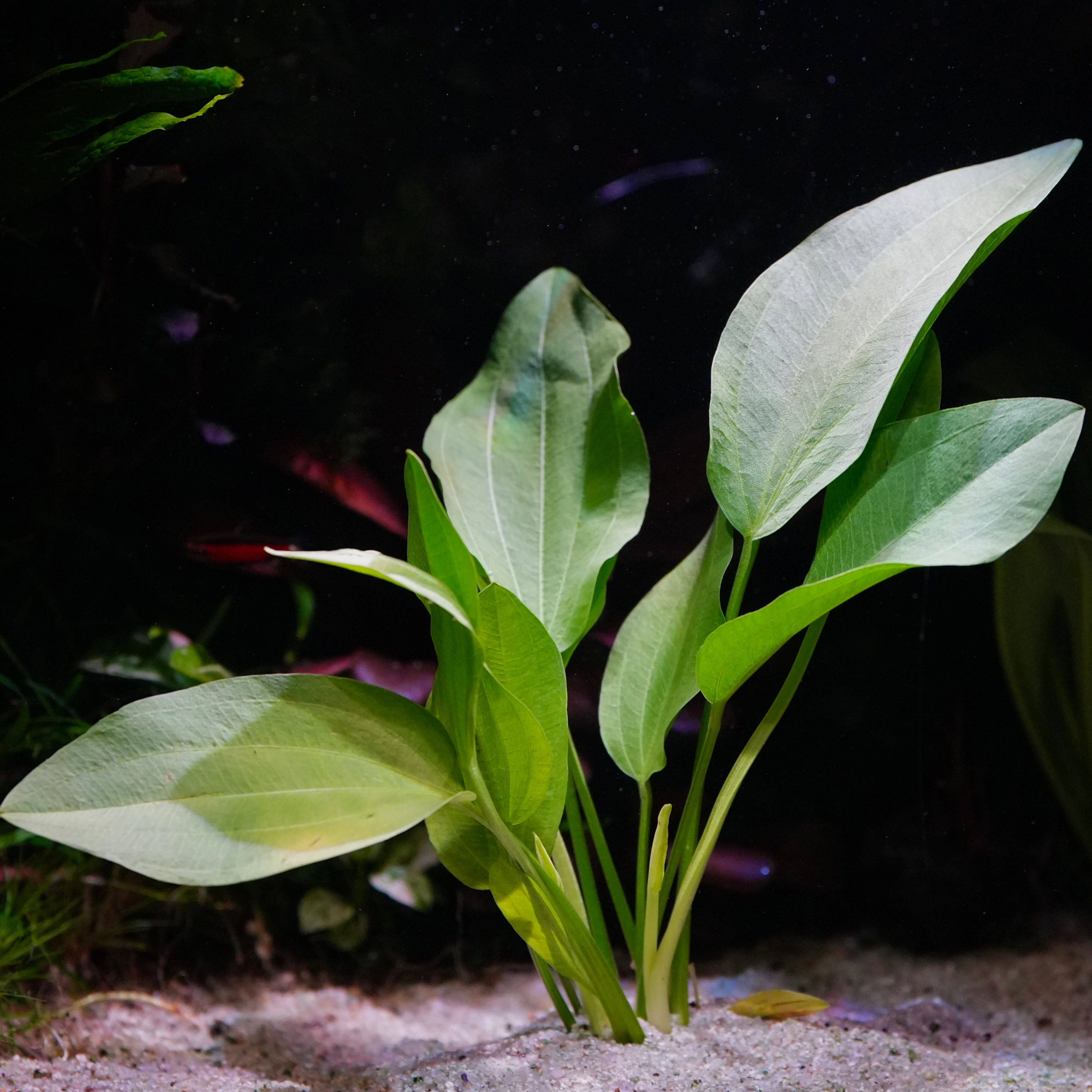 Close up of echinodorus argentinensis amazon sword aquarium plant