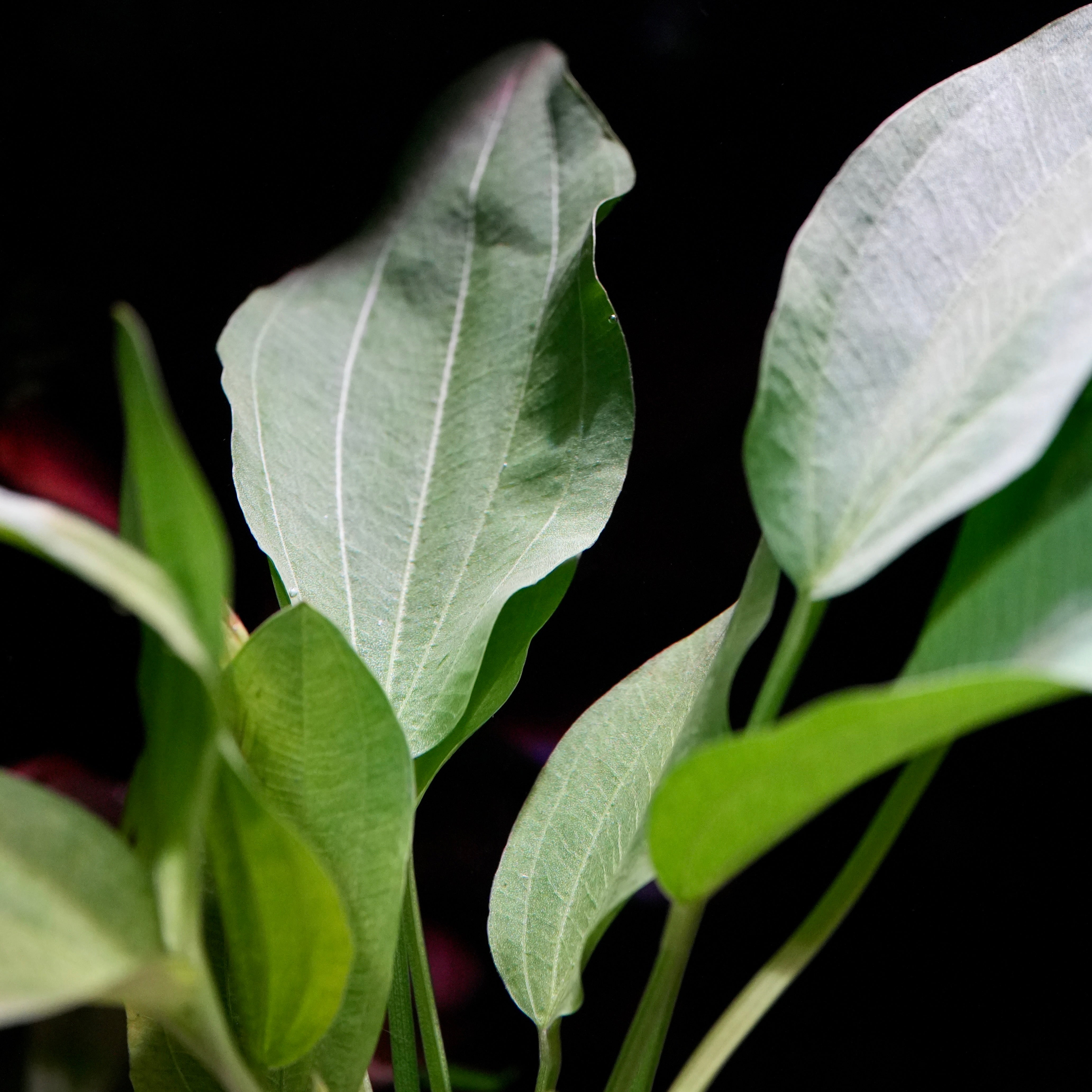 Macro shot of echinodorus argentinensis amazon sword aquarium plant leaf