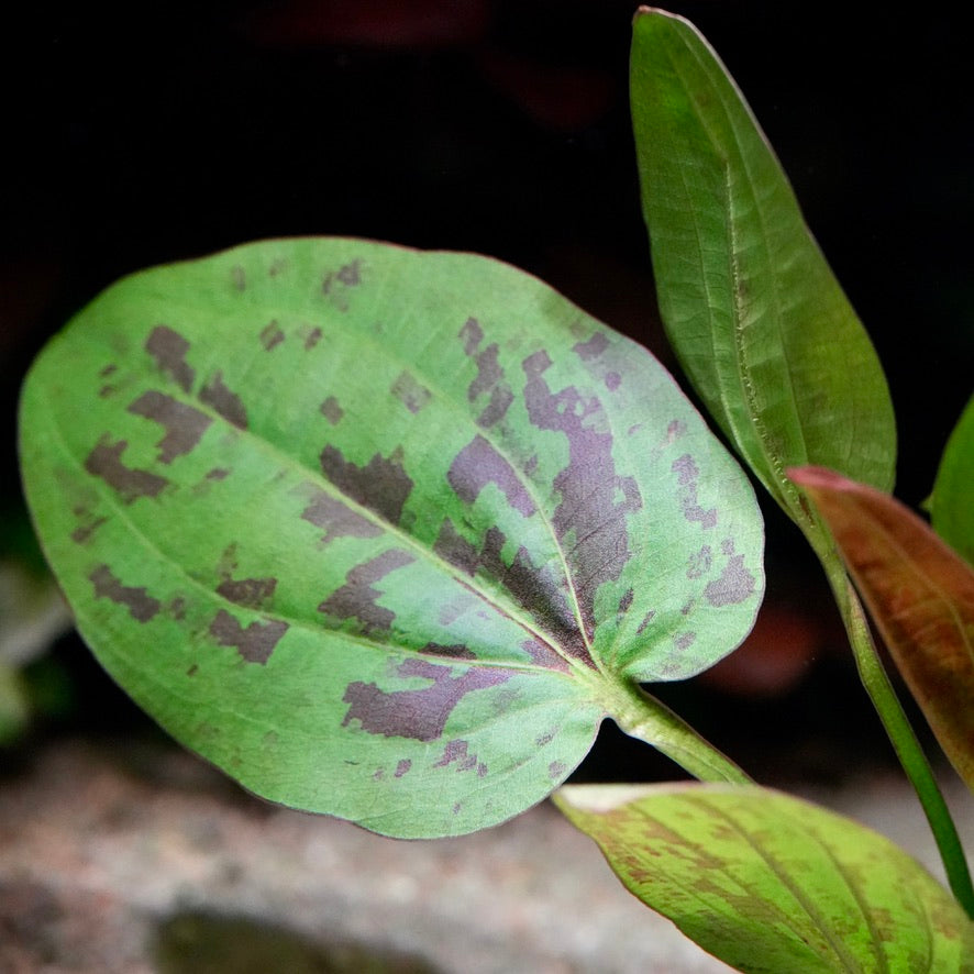Close-up of a green leaf with purple spots of echinodorus chocolate marble amazon sword aquatic plant