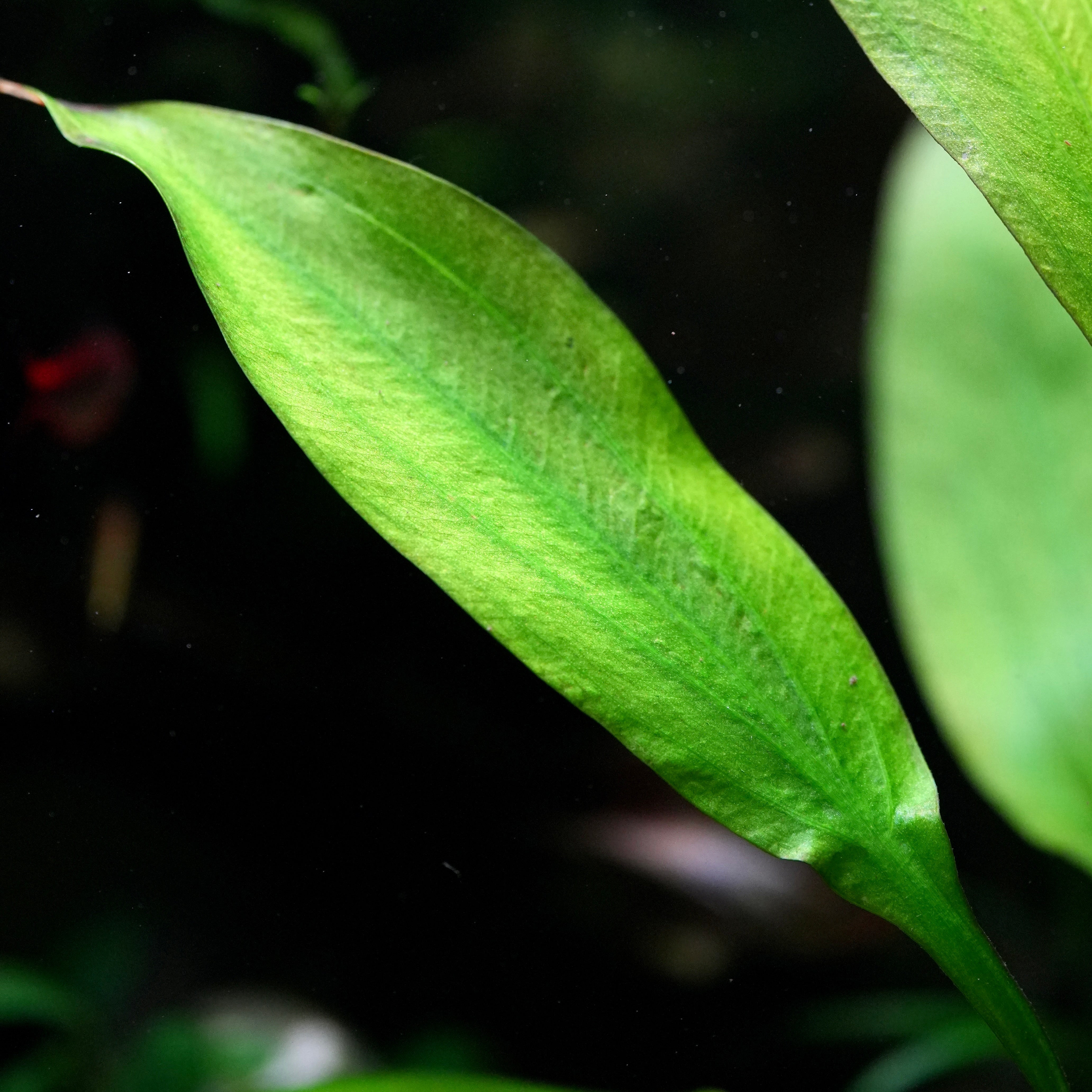 Macro shot of echinodorus grisebachii amazon sword aquatic plant leaves
