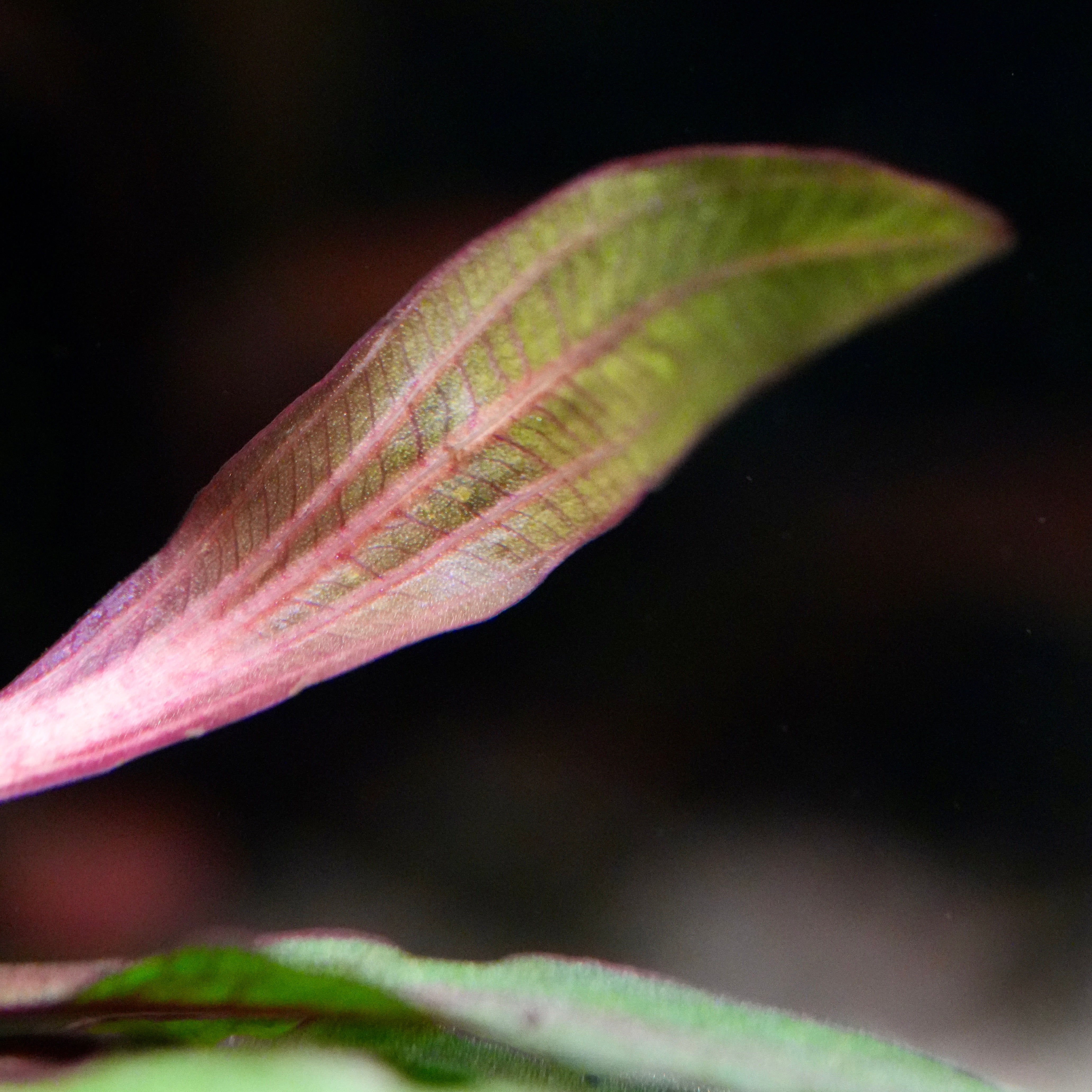 Close-up of a red green leaf of echinodorus horemanii red amazon sword aquarium plant