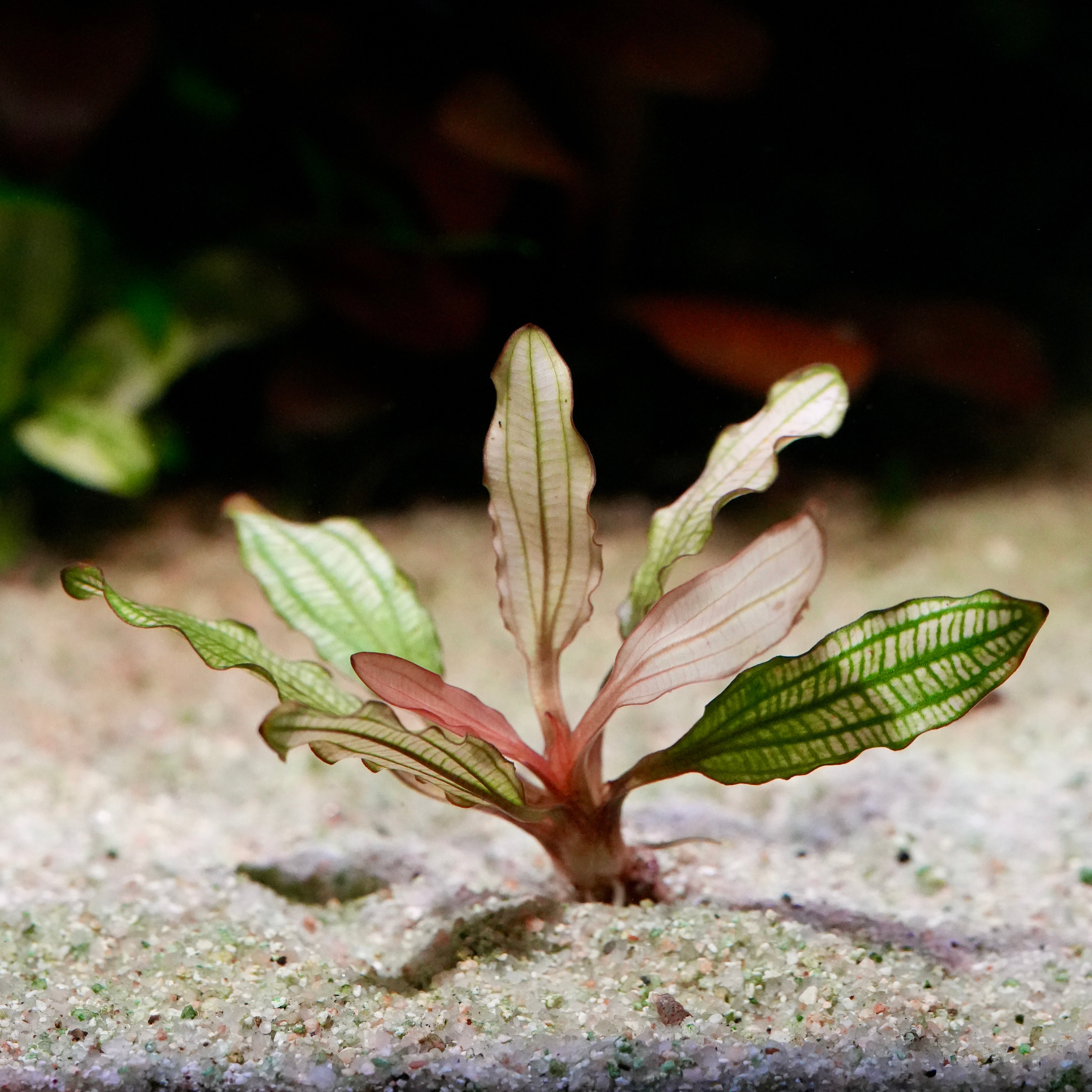 Small green and pink echinodorus miracle amazon sword aquarium plant blurred natural background