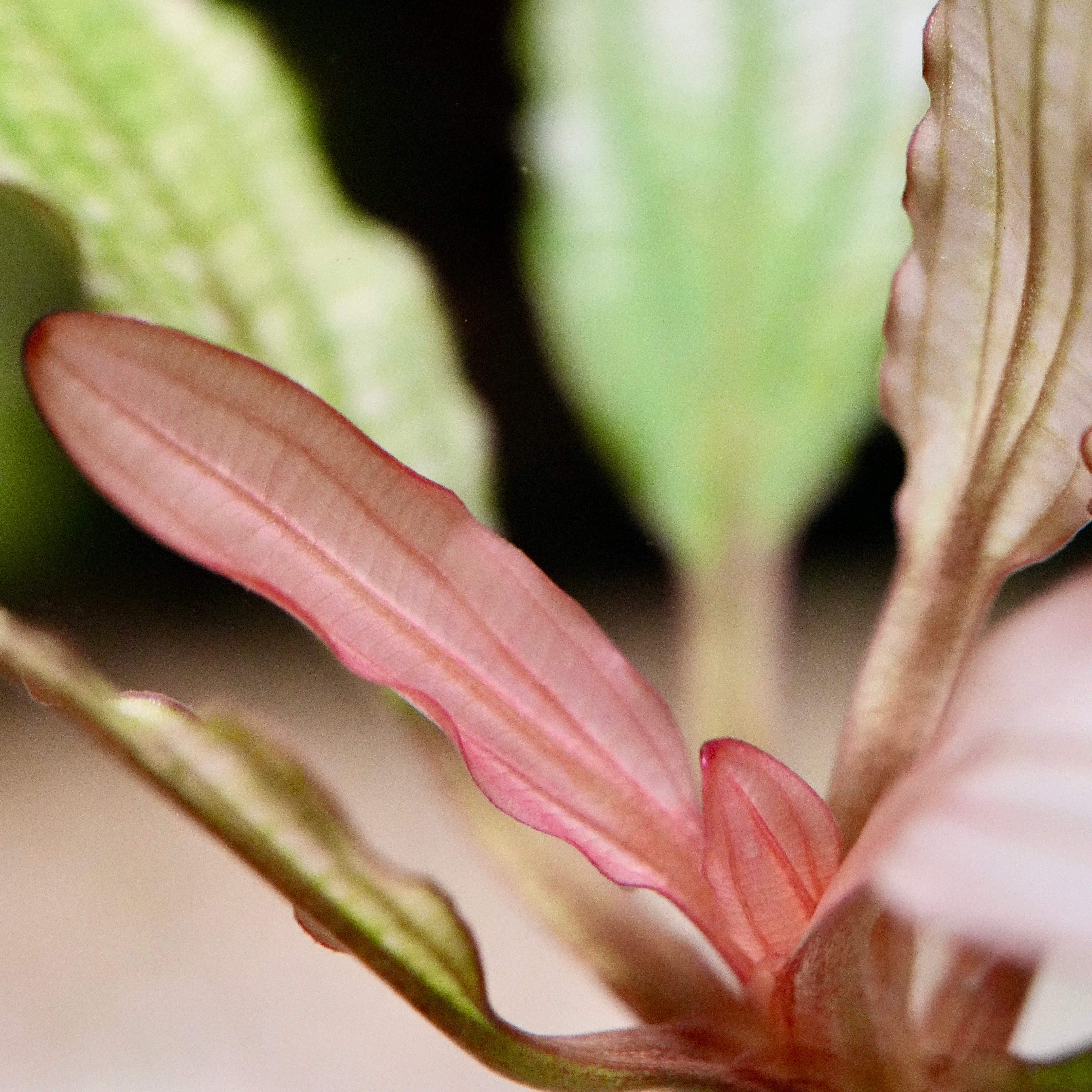 Close-up of a pink leaf echinodorus miracle amazon sword aquarium plant
