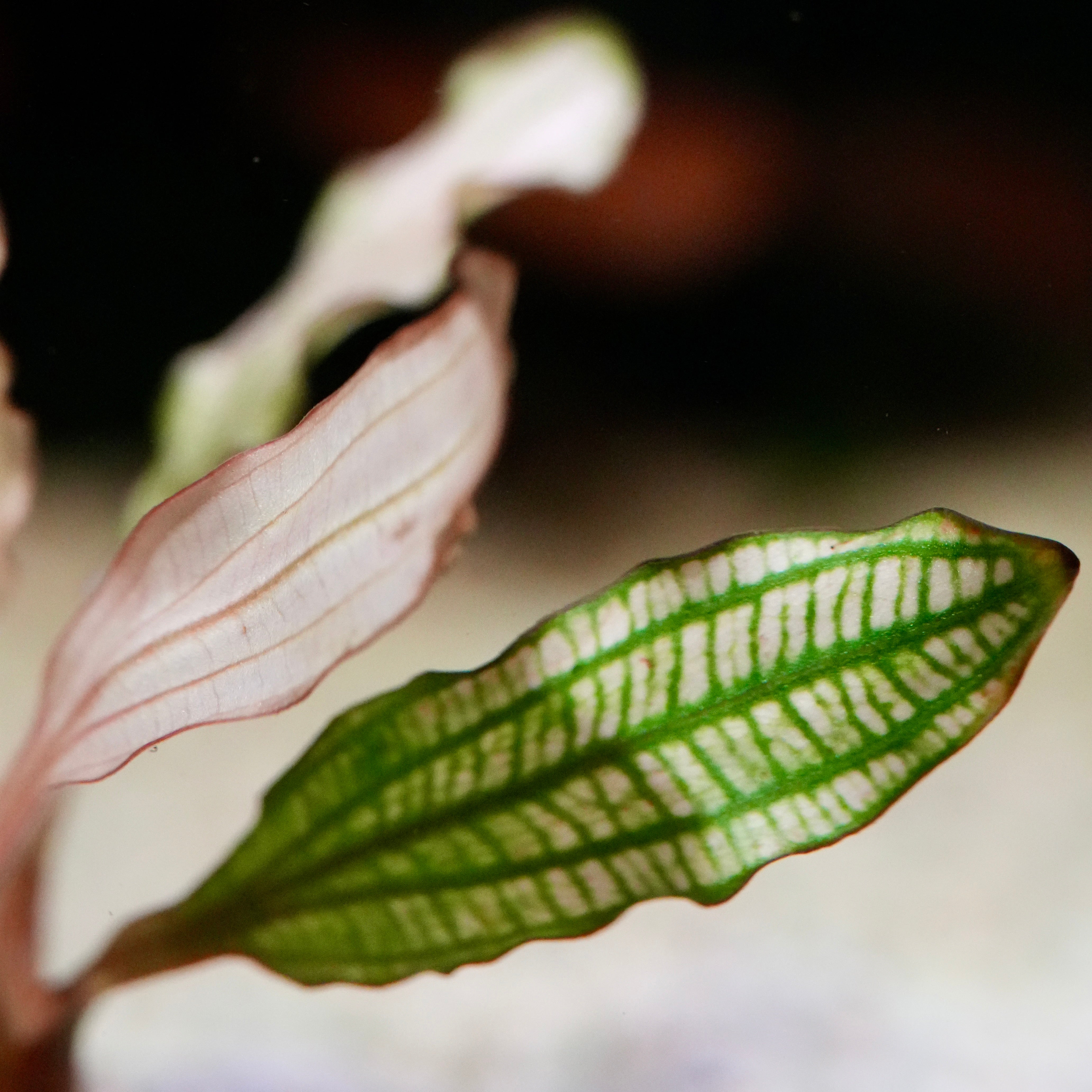 Green veined leaf echinodorus miracle amazon sword aquarium plant
