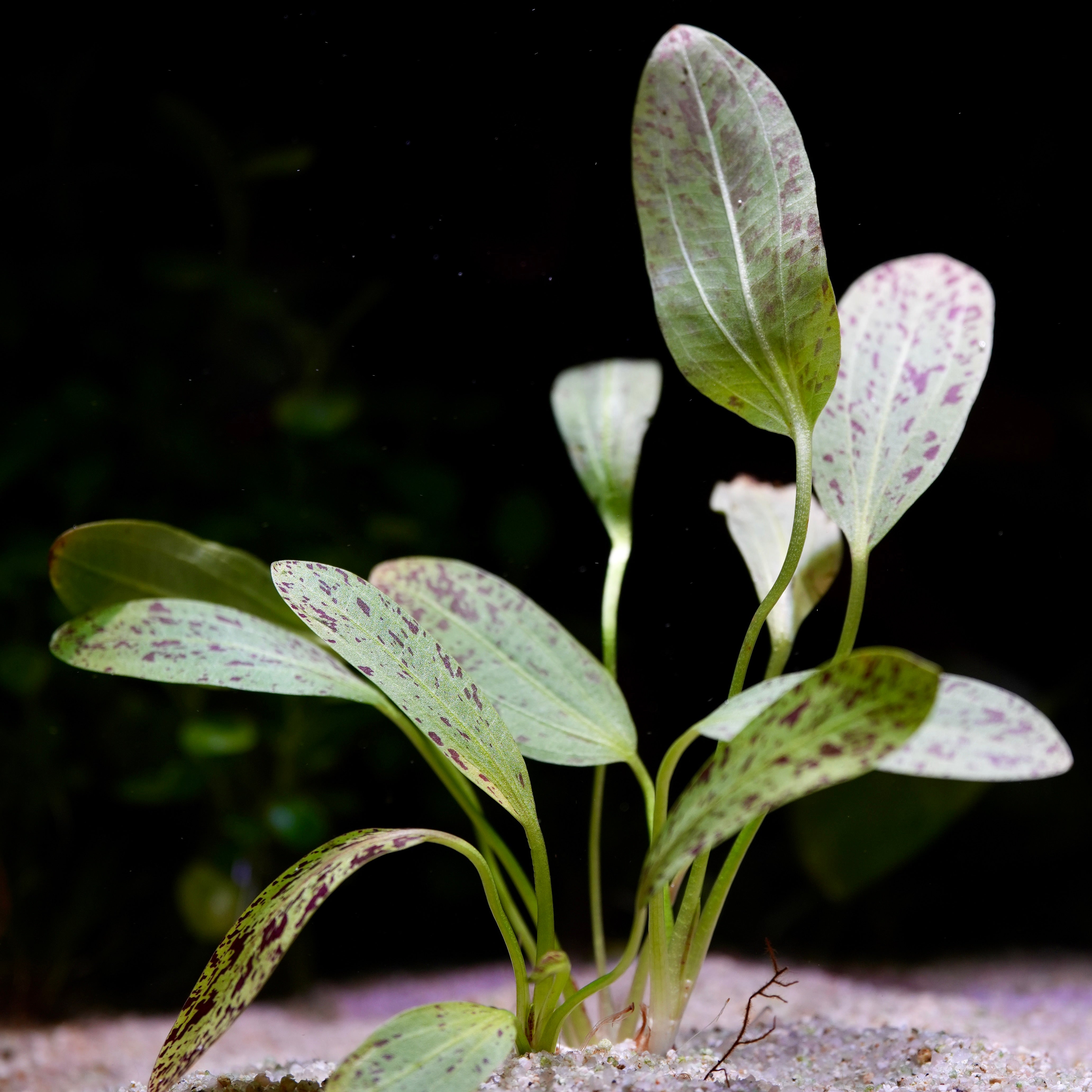 Bunch of echinodorus ocelot green aquarium plants