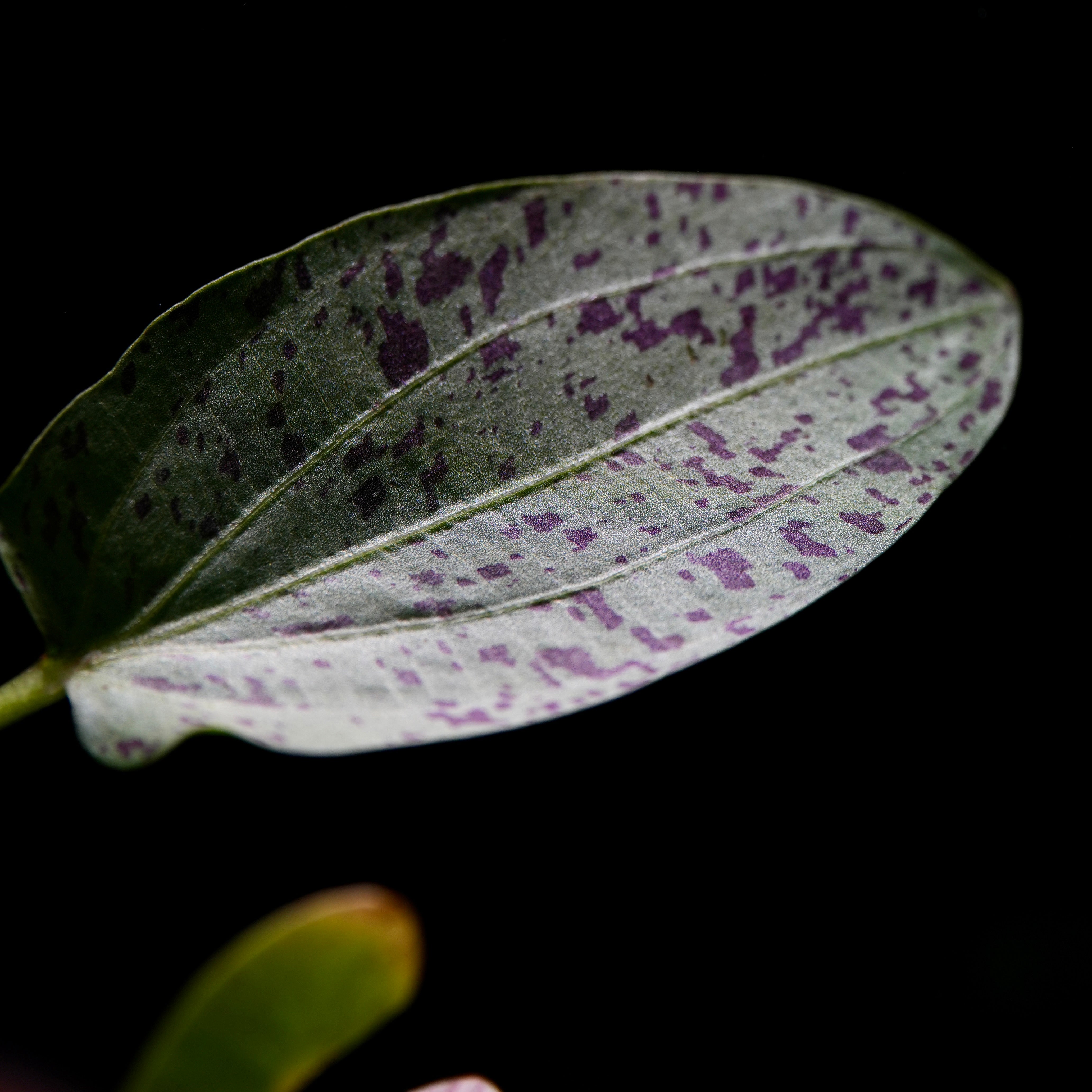 Macro shot of echinodorus ocelot green aquarium plant leaf