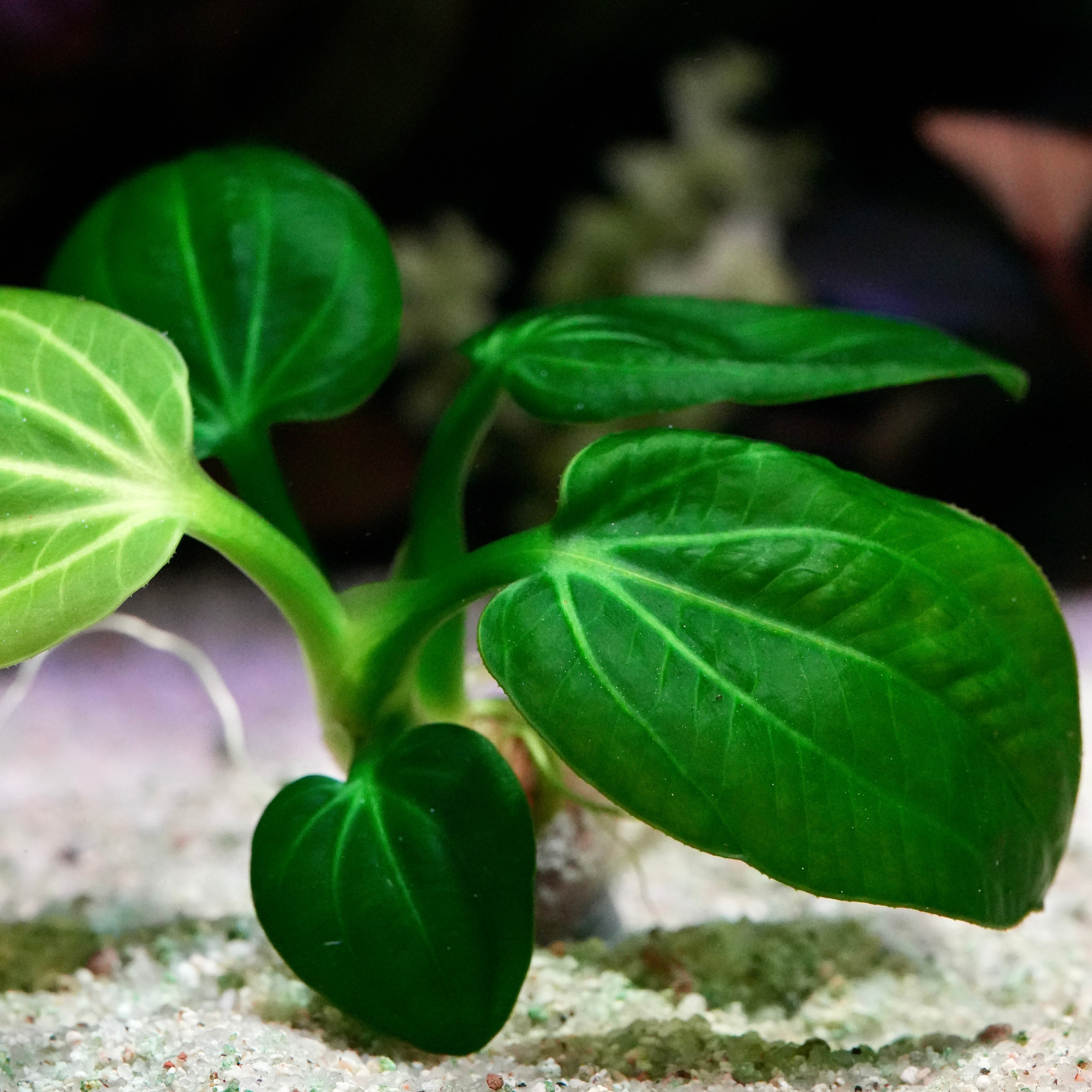 Close-up of a green leafy echinodorus opacus iguazu 2009 amazon sword aquarium plant with a blurred background