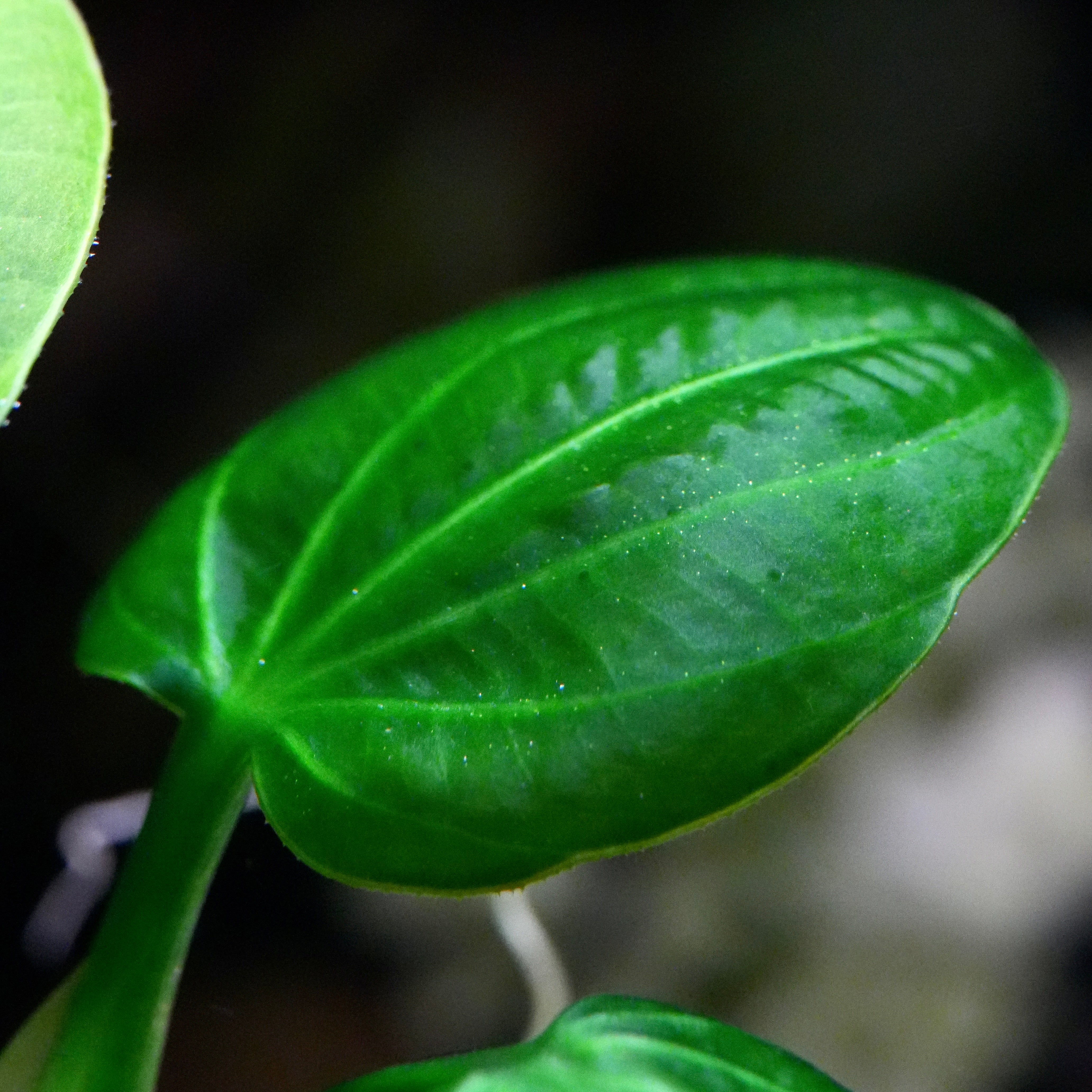 Macro shot of a green leaf from echinodorus opacus iguazu 2009 amazon sword aquarium plant