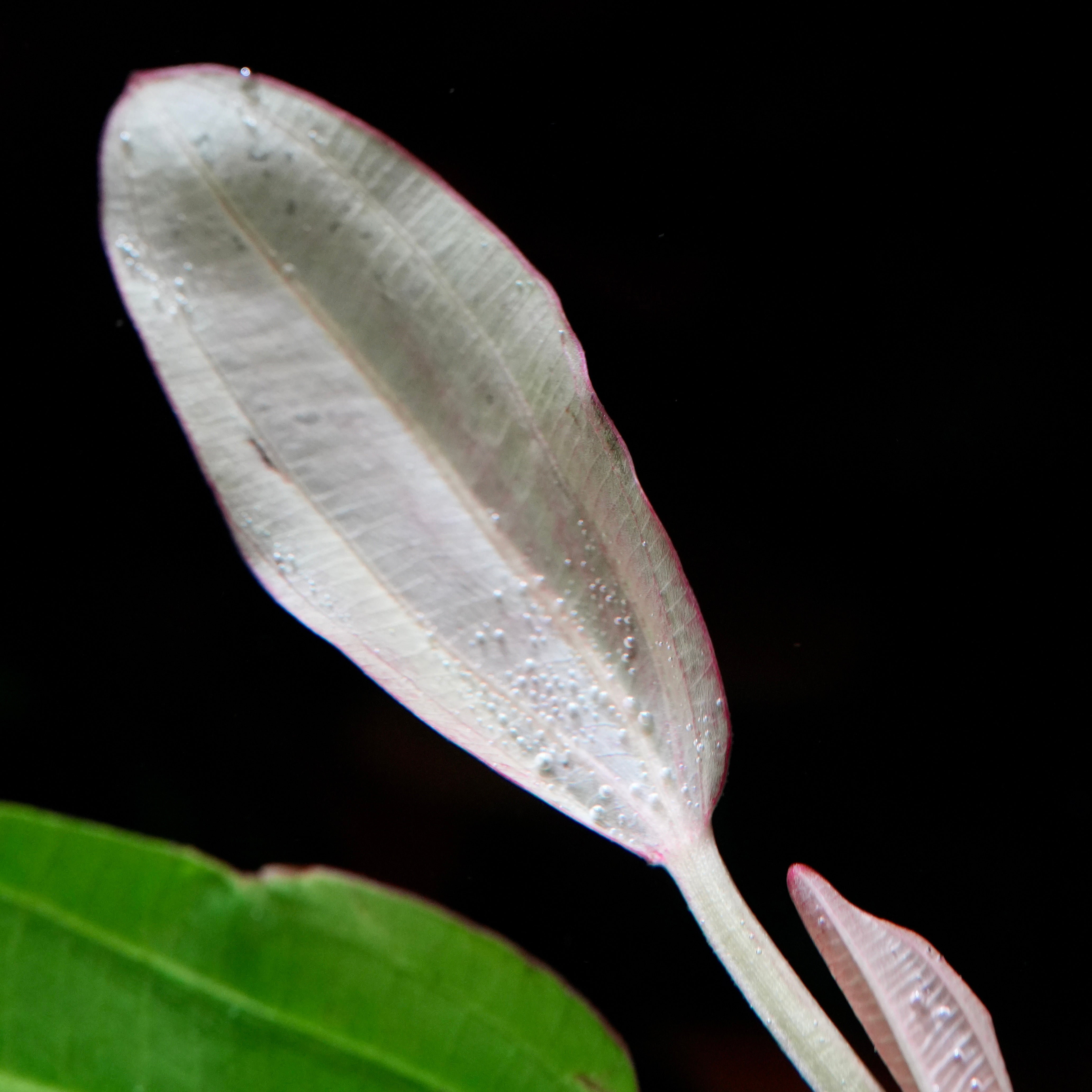 Pink leave of echinodorus oriental amazon sword aquarium plant