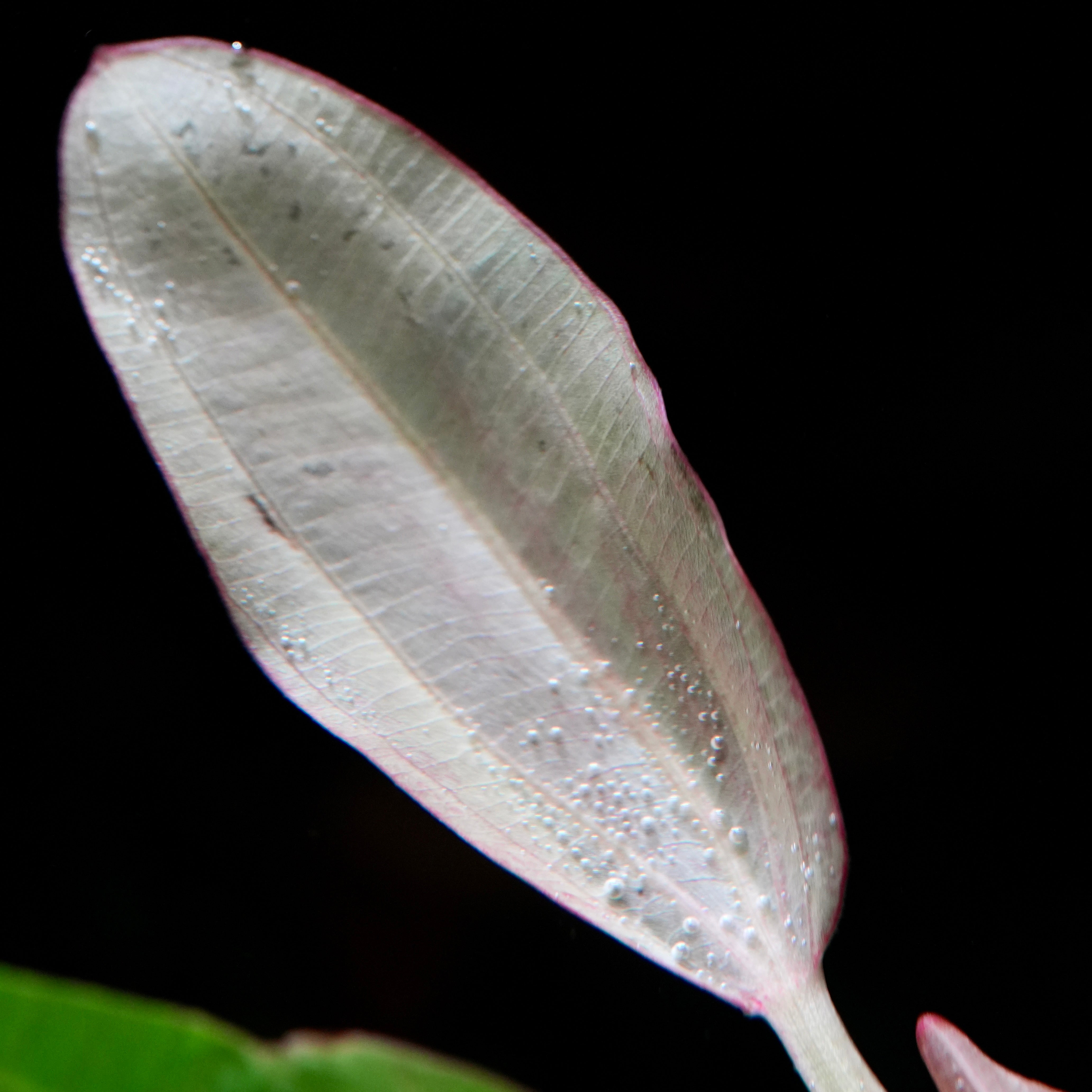 Macro shot of pink leaf from echinodorus oriental amazon sword aquarium plant