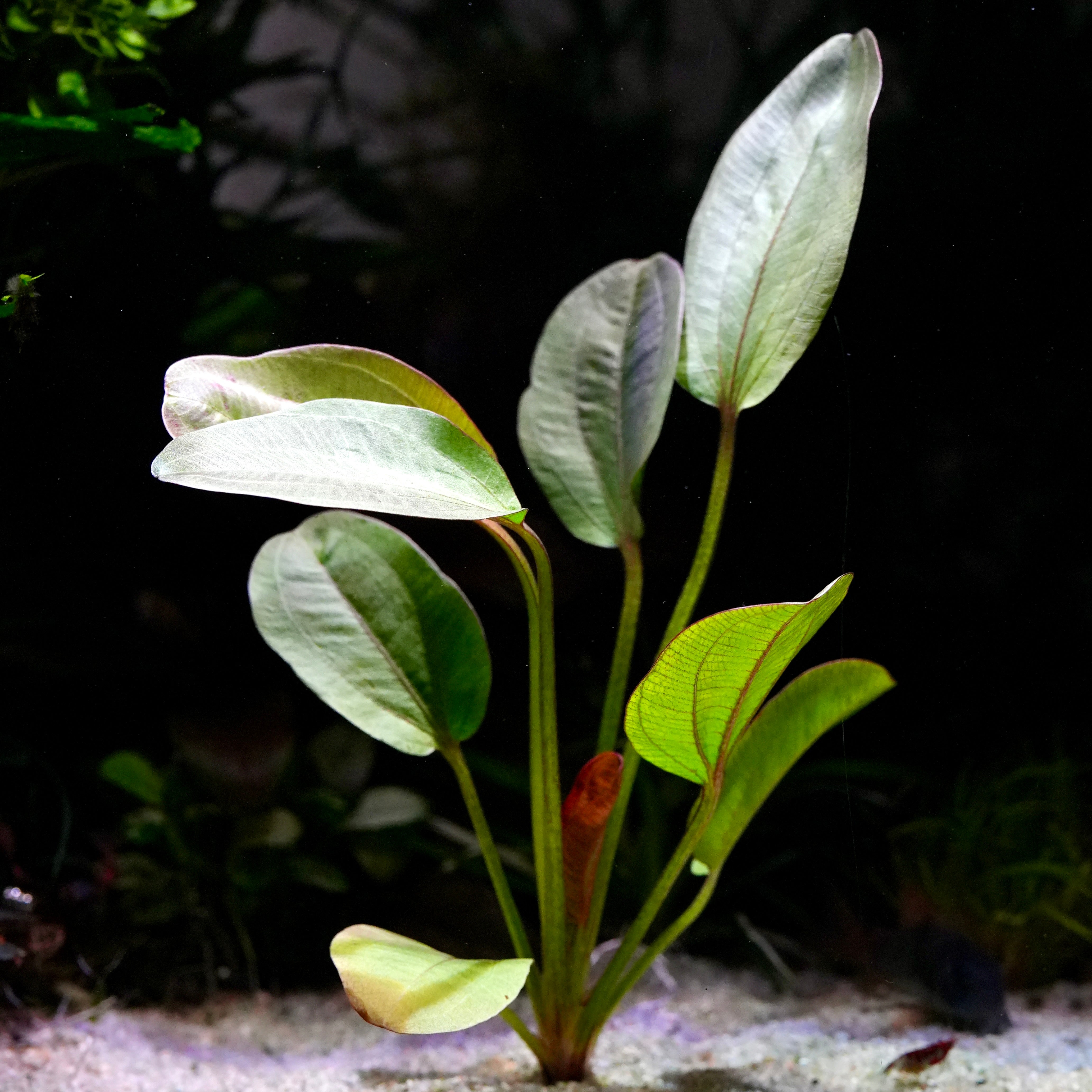 Large brownish red echinodorus reni amazon sword aquarium plant in sand