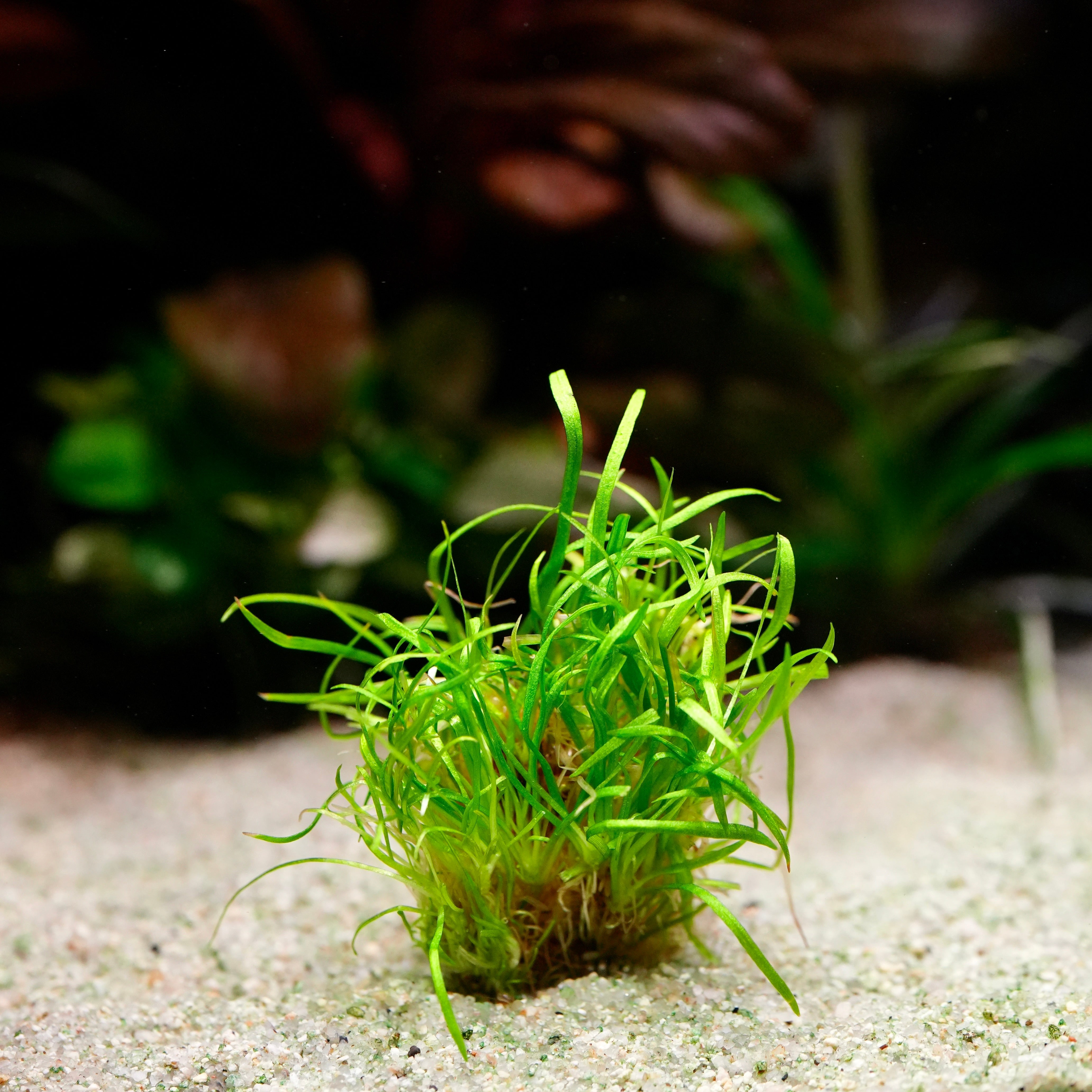 Grass like echinodorus tenellus amazon dwarf chain sword aquarium plant on substrate