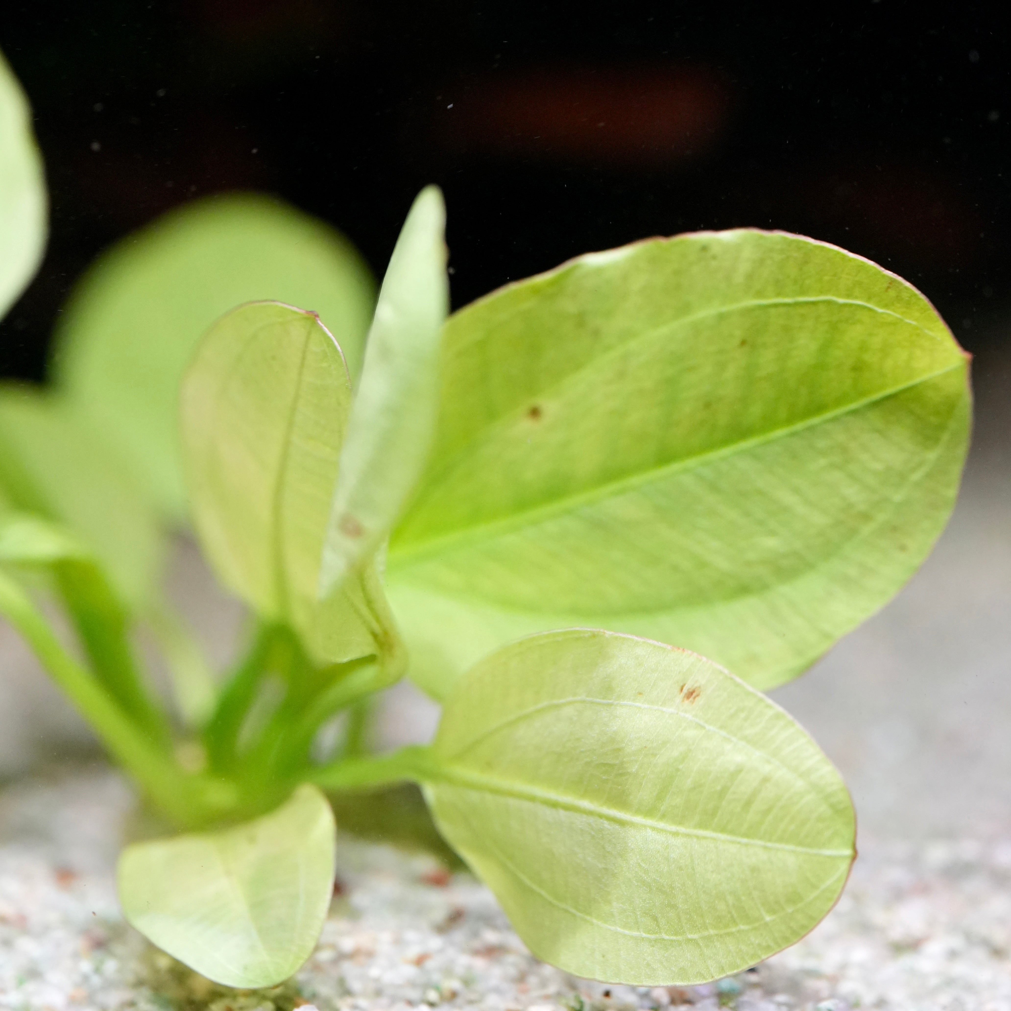 Leaves of echinodorus yellow sun amazon sword aquarium plant