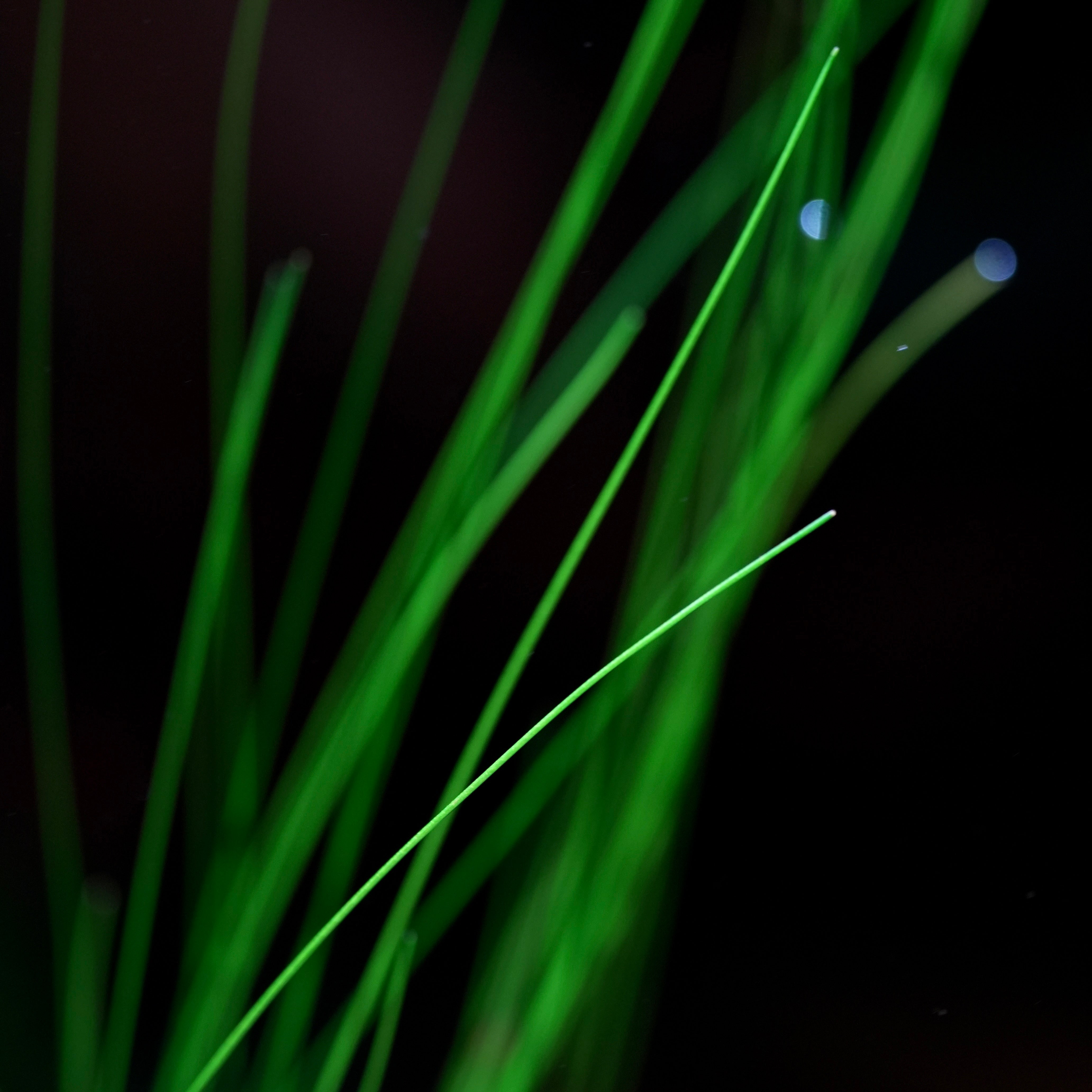 Close-up of green eleocharis murphy grass rare aquarium plant with water droplets on a black background