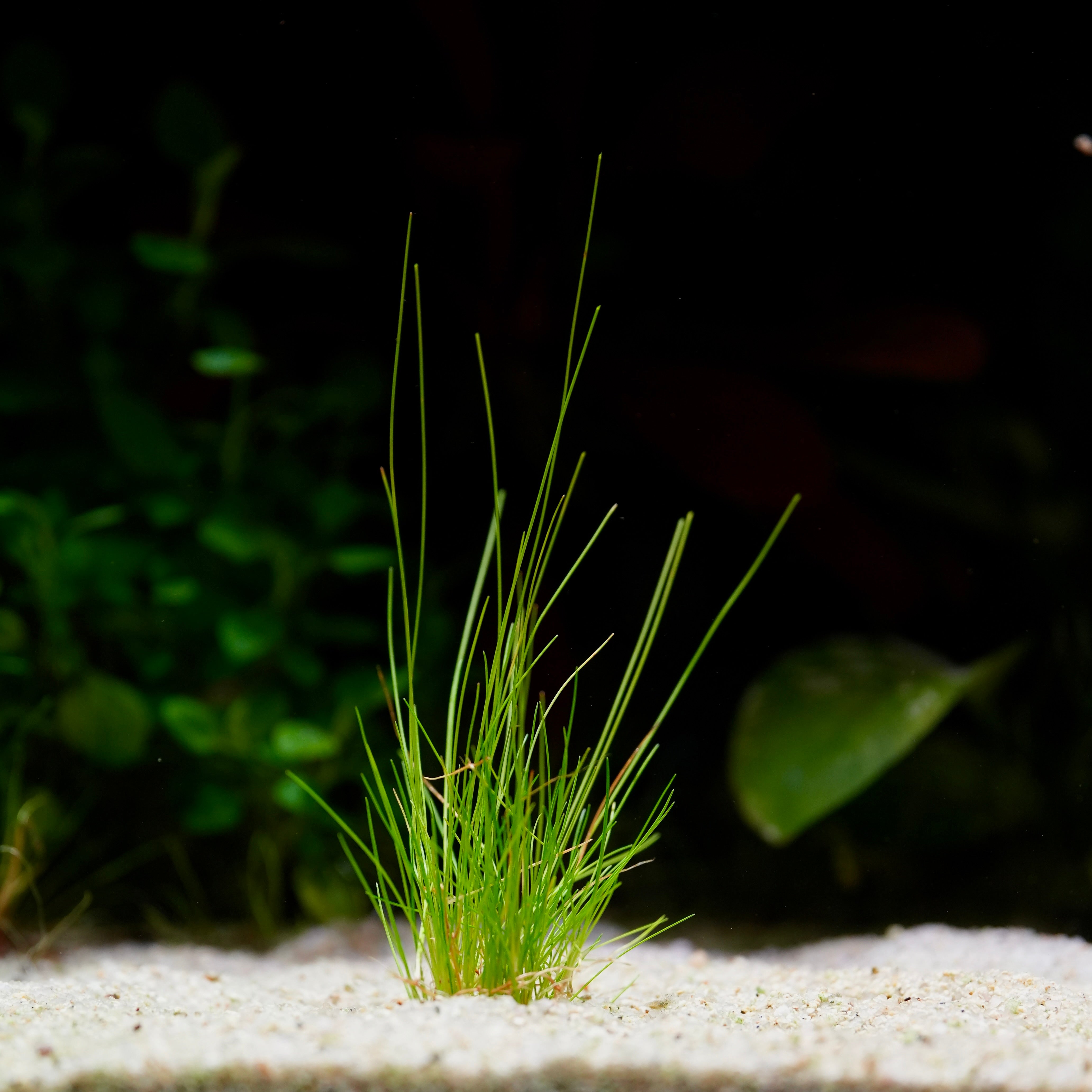 Small green grass hair eleocharis parvula aquatic plant on a dark background