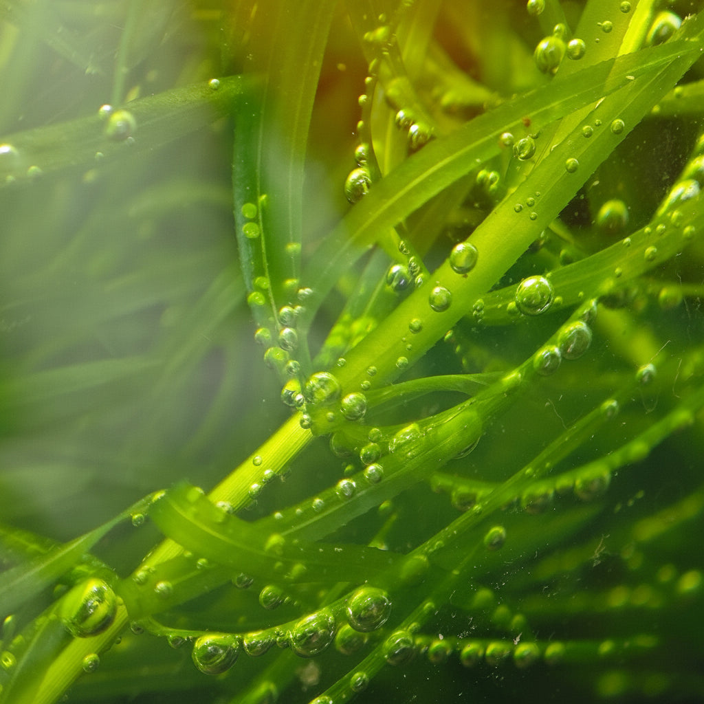 Close-up of bright green elodea egeria densa aquarium stem plant stems covered with small oxygen bubbles