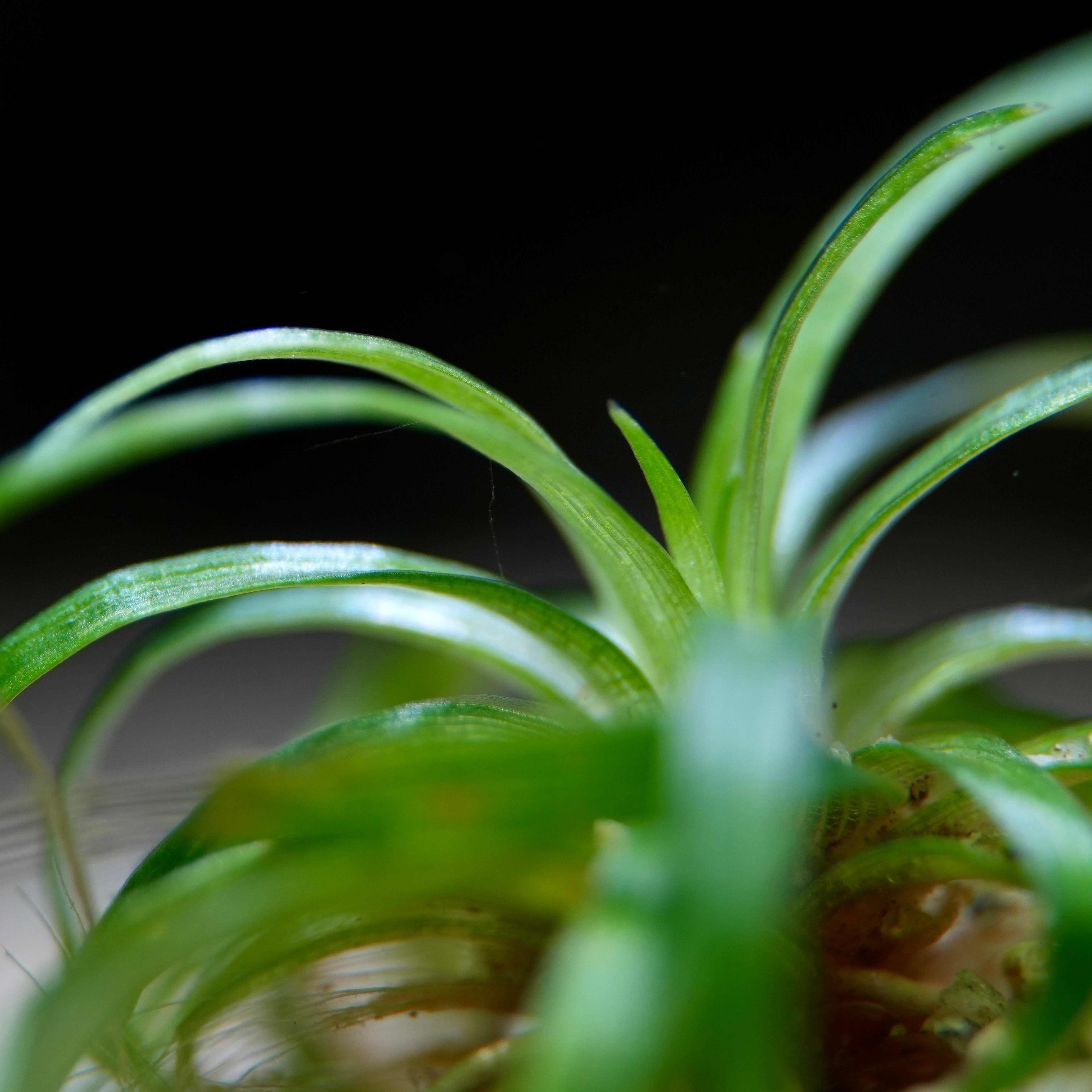 Close-up of a green plant eriocaulon Bahia mini taco rare aquatic plant with a dark background