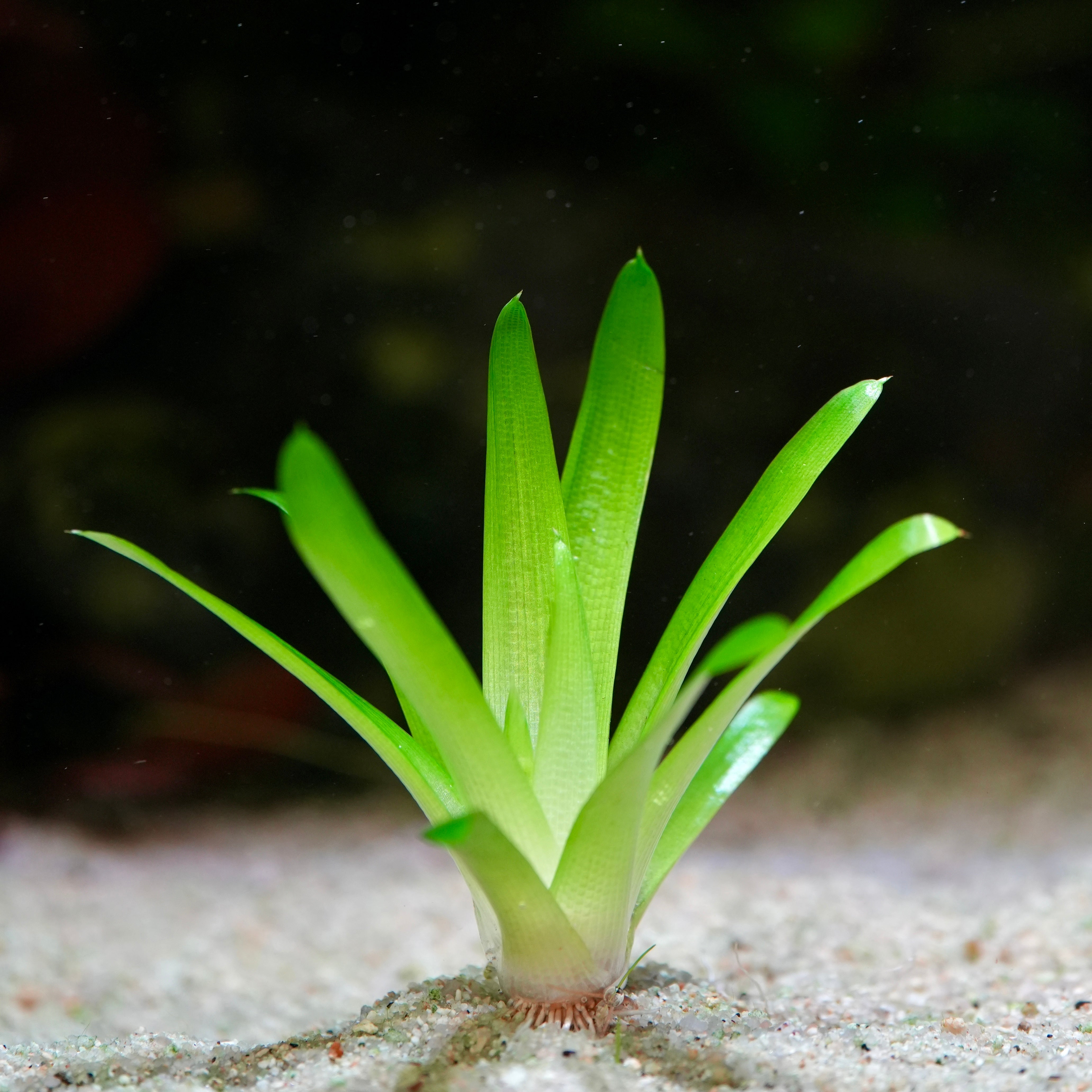 Zoom of eriocaulon cuspidatum rare aquarium plant with thick green blades