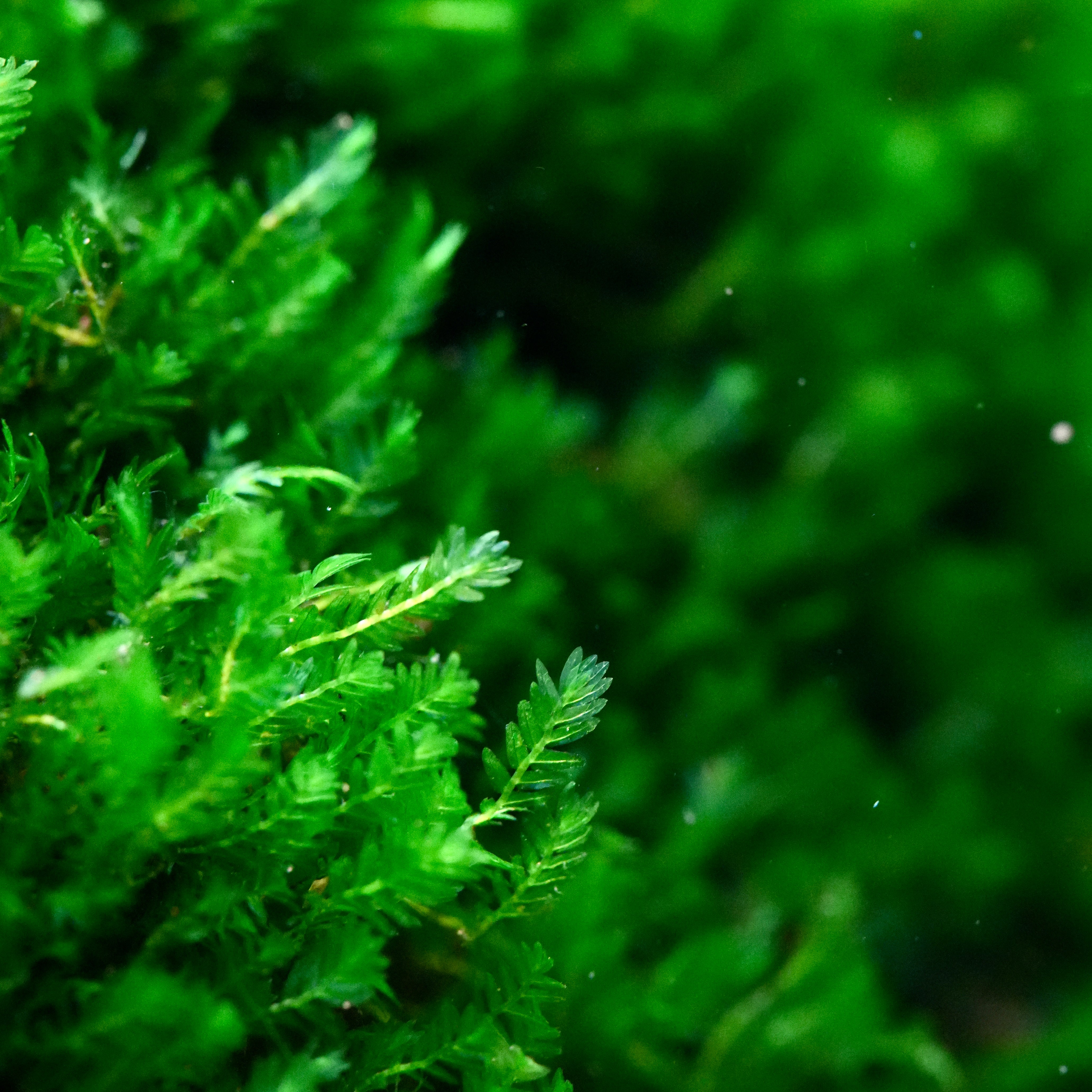 Macro shot of fissidens mini aquarium moss