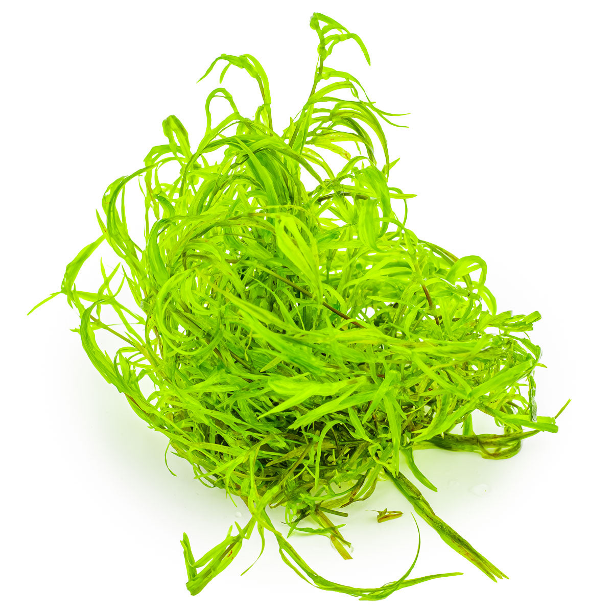 Bright green guppy grass najas guadalupensis aquarium epiphyte plant clump