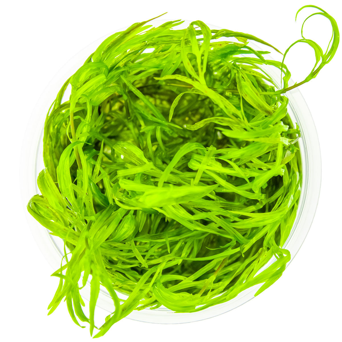 Bright green guppy grass najas guadalupensis aquarium epiphyte plant in vitro