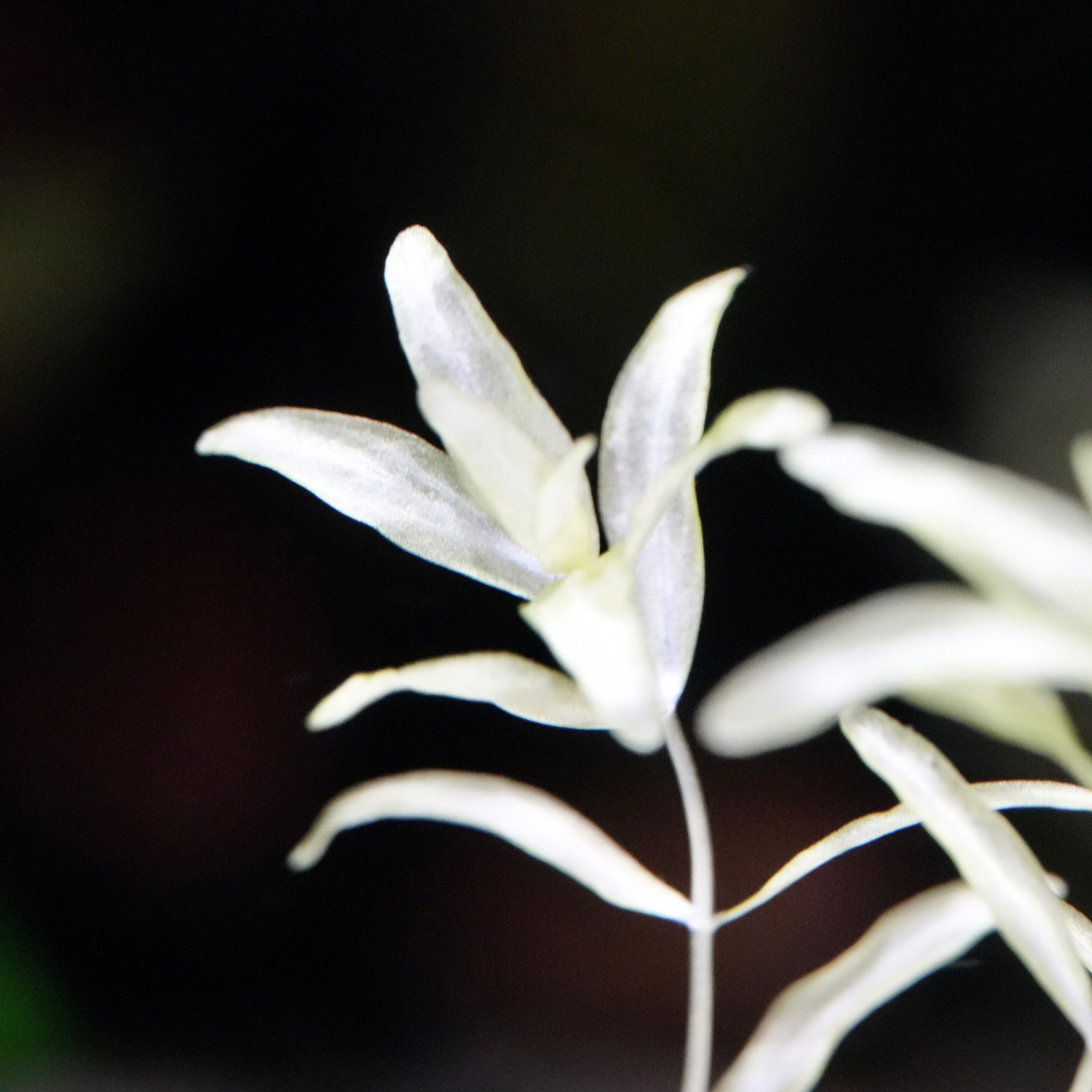 Macro shot of white hemianthus micranthemoides platinum aquarium stem plant leaf
