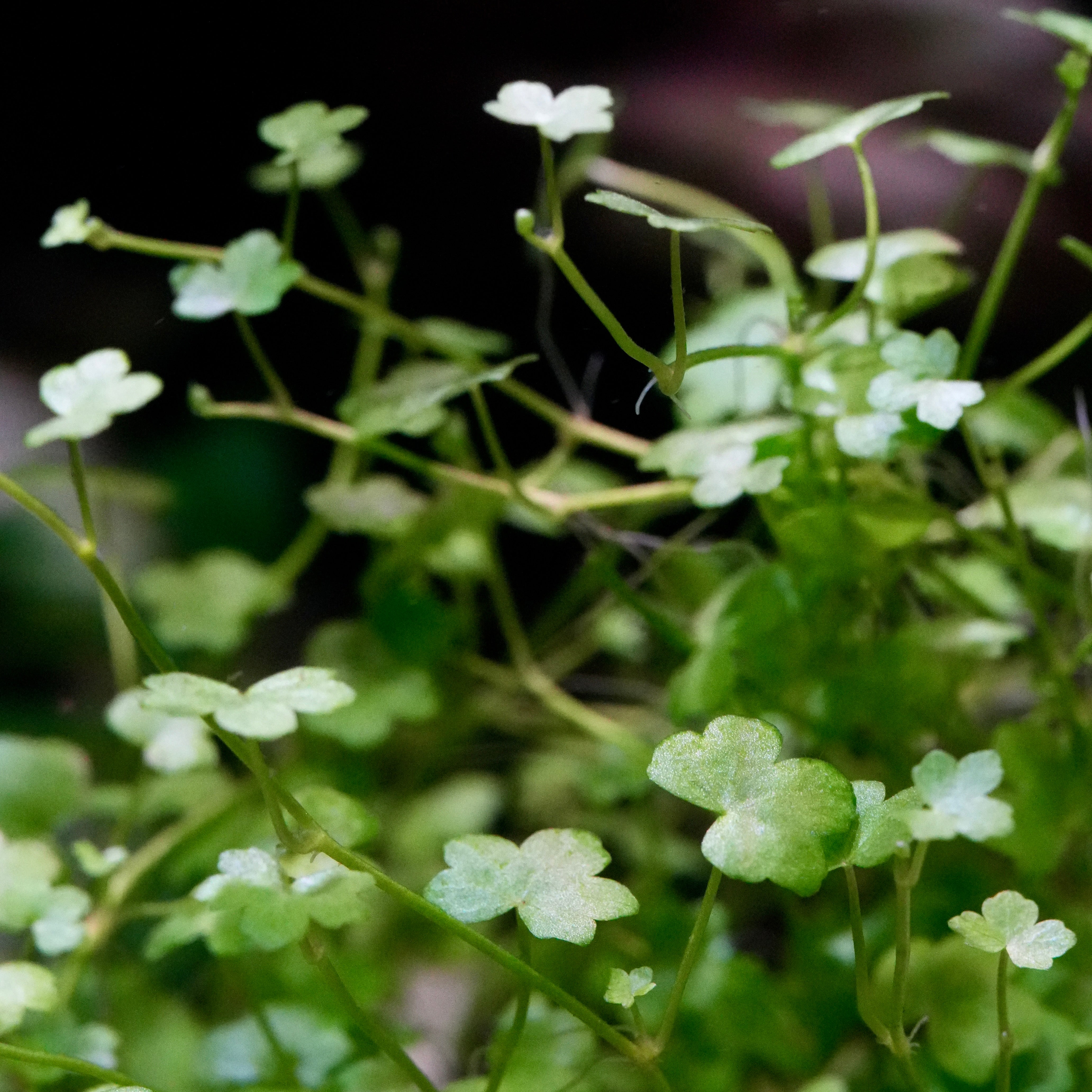 Close-up of clover leaf hydrocotyle sibthorpioides aquarium epiphyte plant