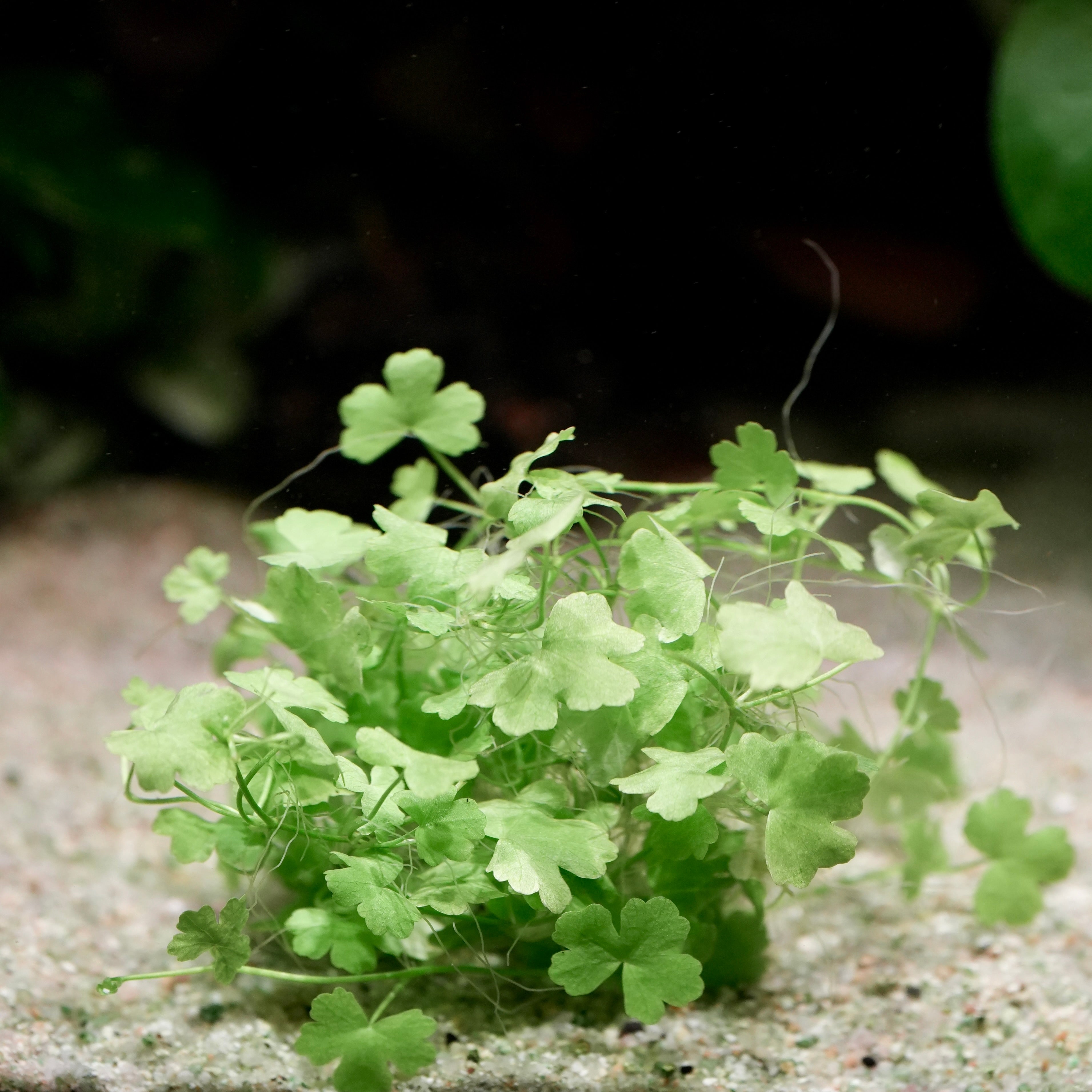 Green hydrocotyle tripartita aquarium plant in sand