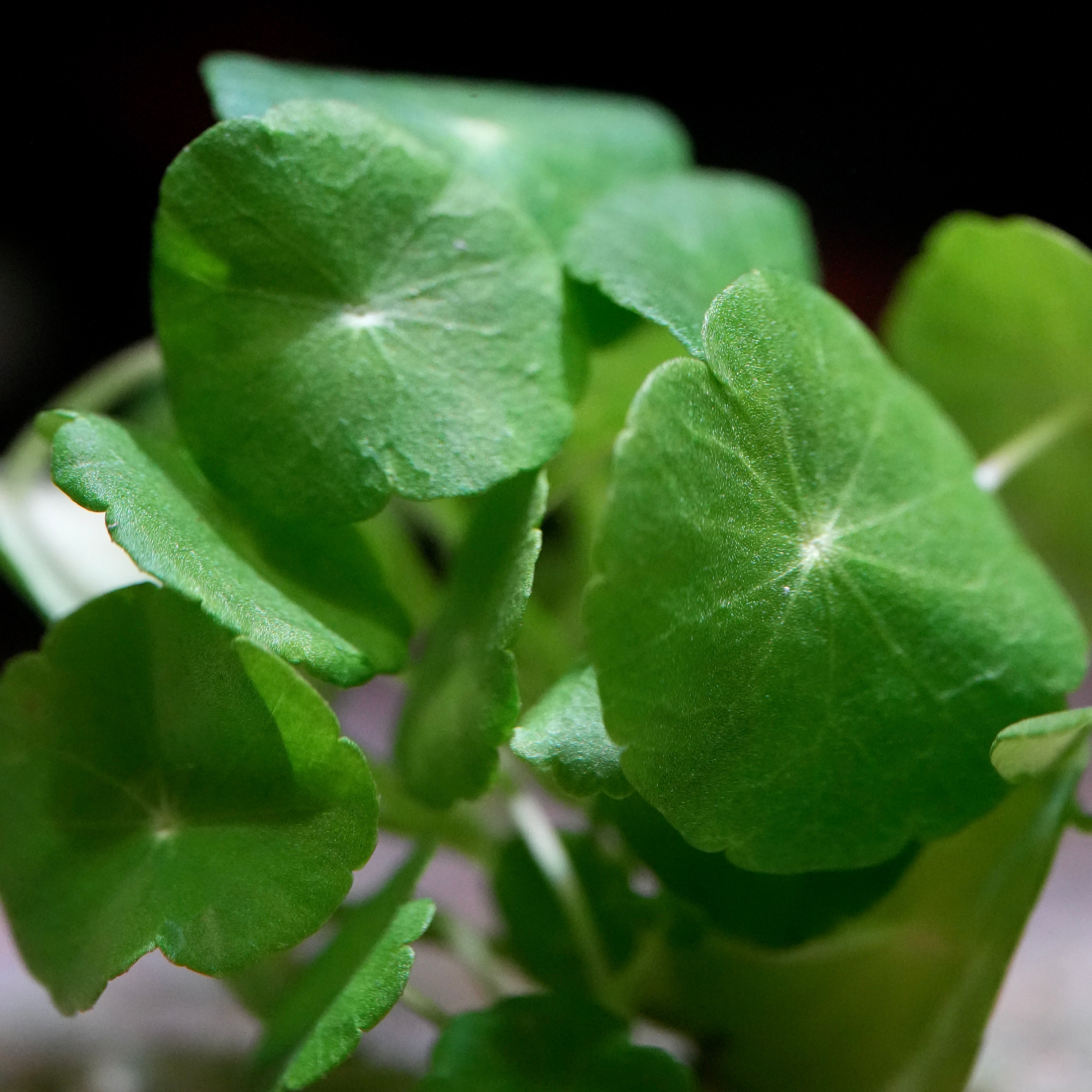 Close-up of green leaves of hydrocotyle verticillata aquatic plant with a blurred background