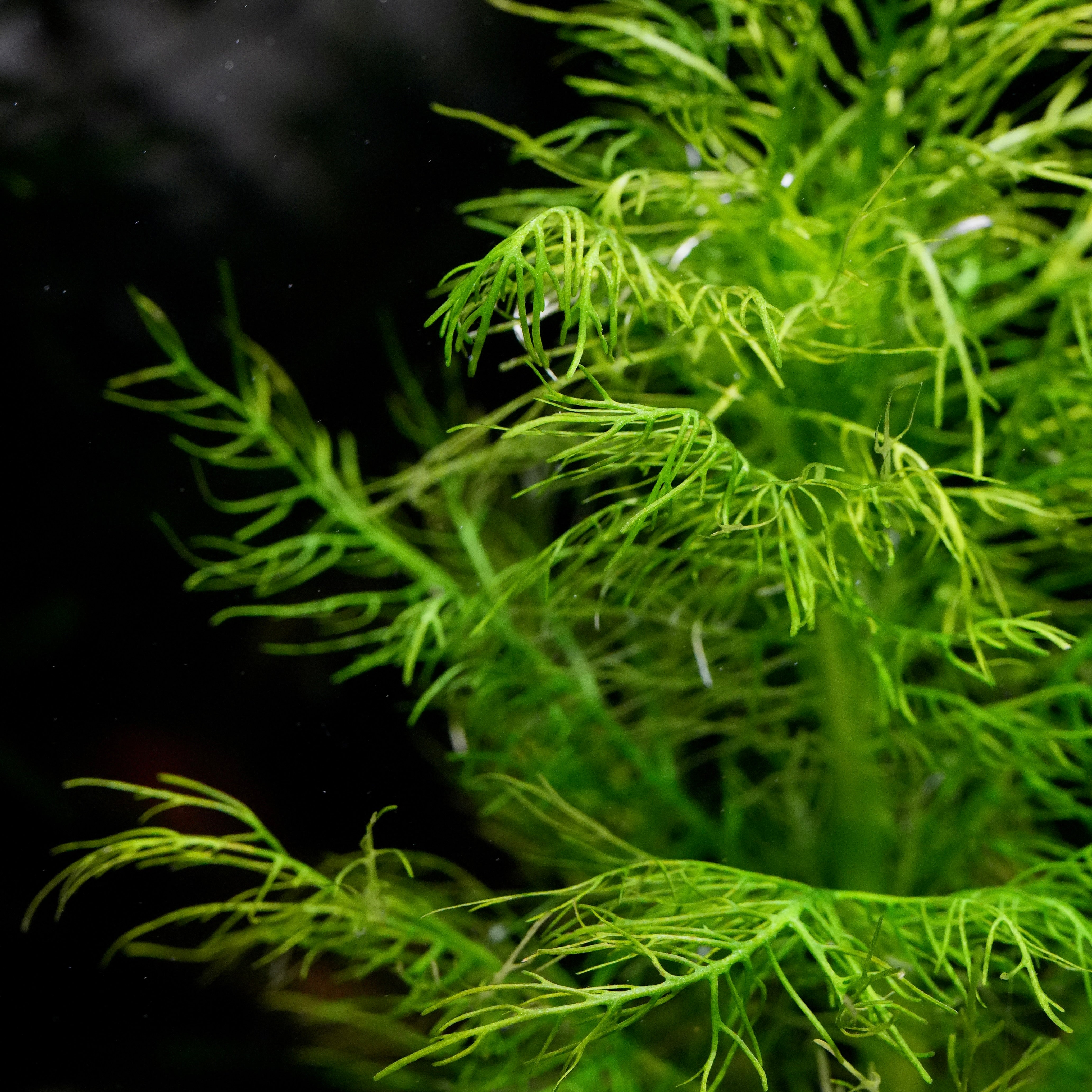 Close-up of a bright green feathery hygrophila balsamica aquarium stem plant against a dark black background.