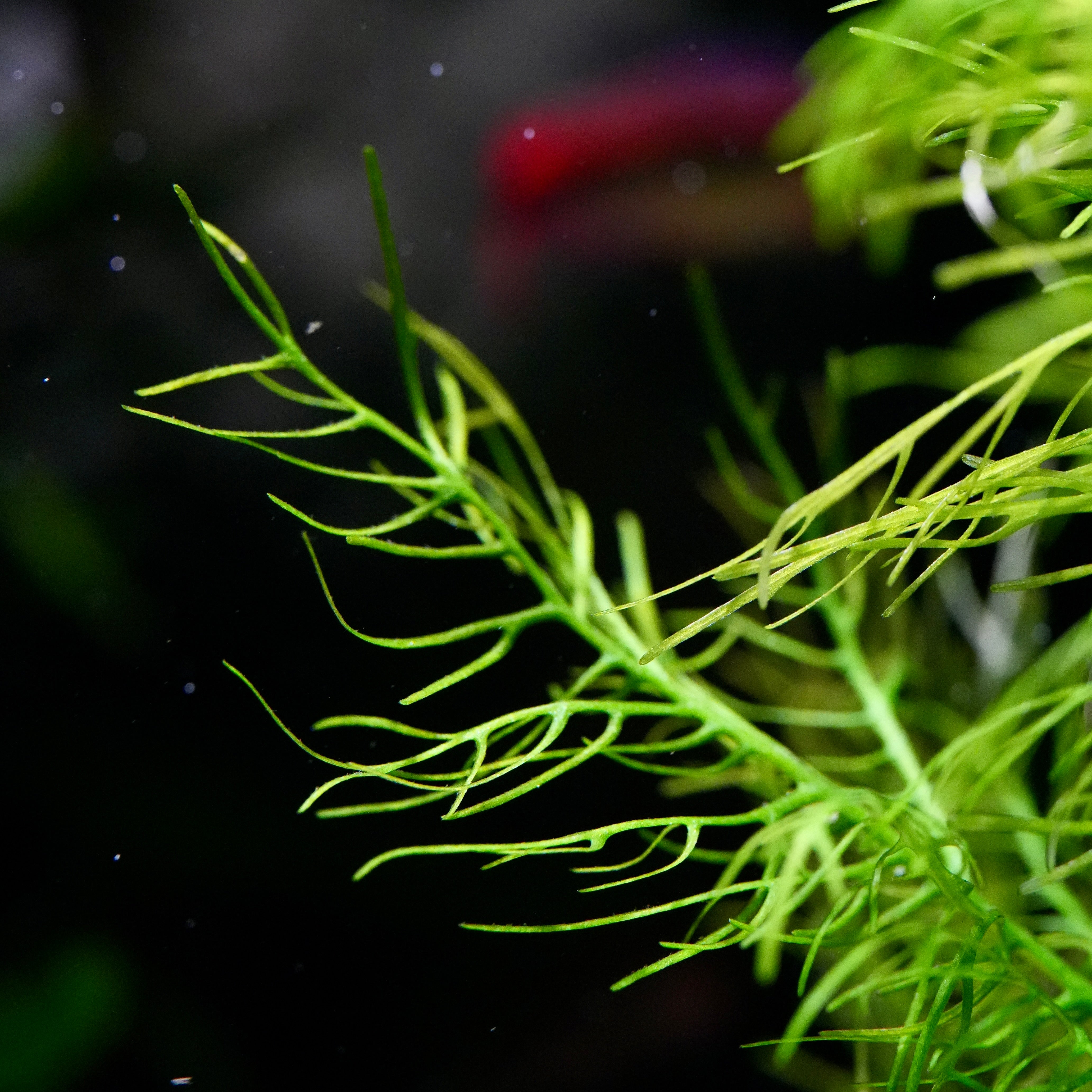 Close-up underwater shot of bright green hygrophila balsamica aquarium stem plant fronds with delicate, feathery stems against a dark, blurred background.