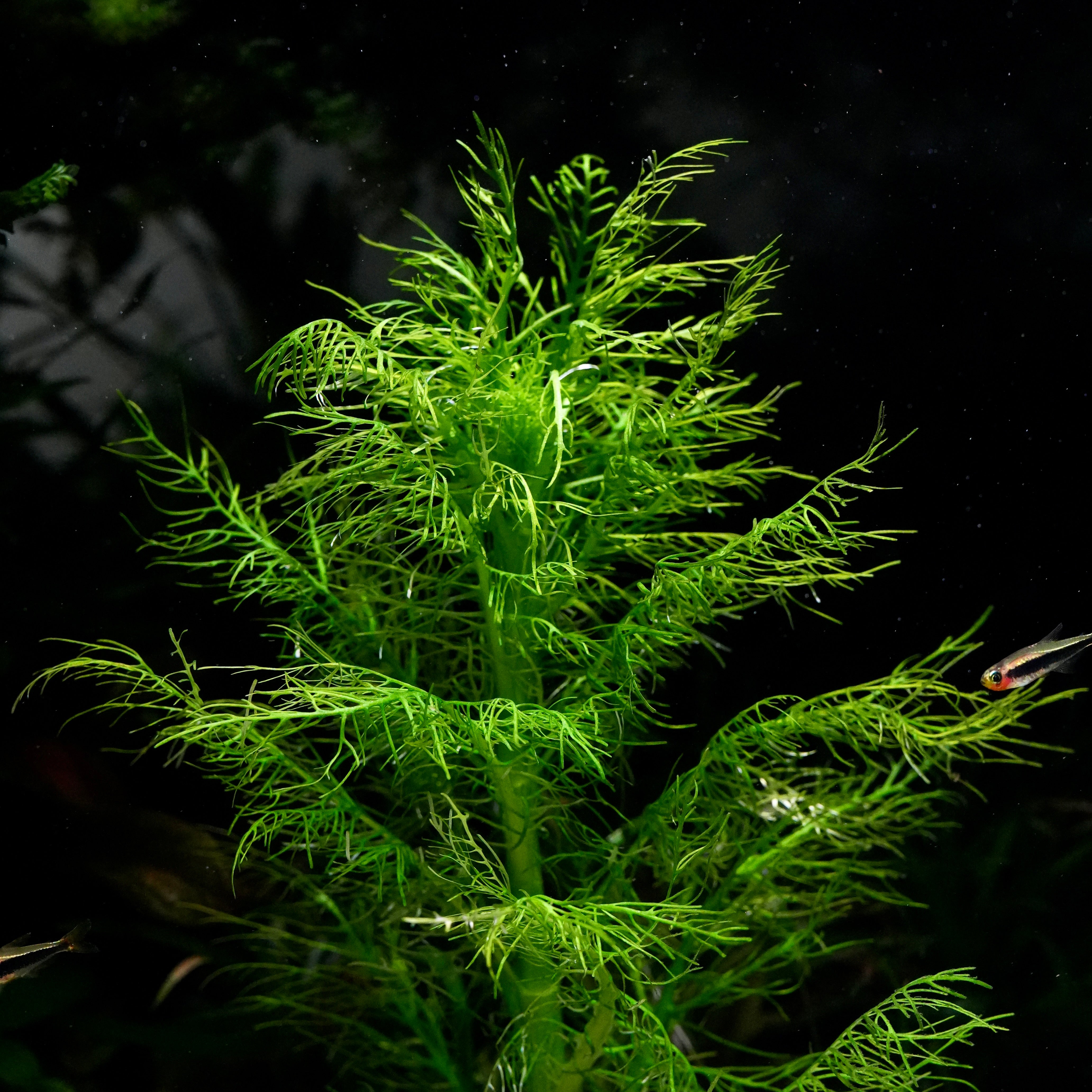 A bright green live hygrophila balsamica aquarium stem plant with delicate, feathery fronds