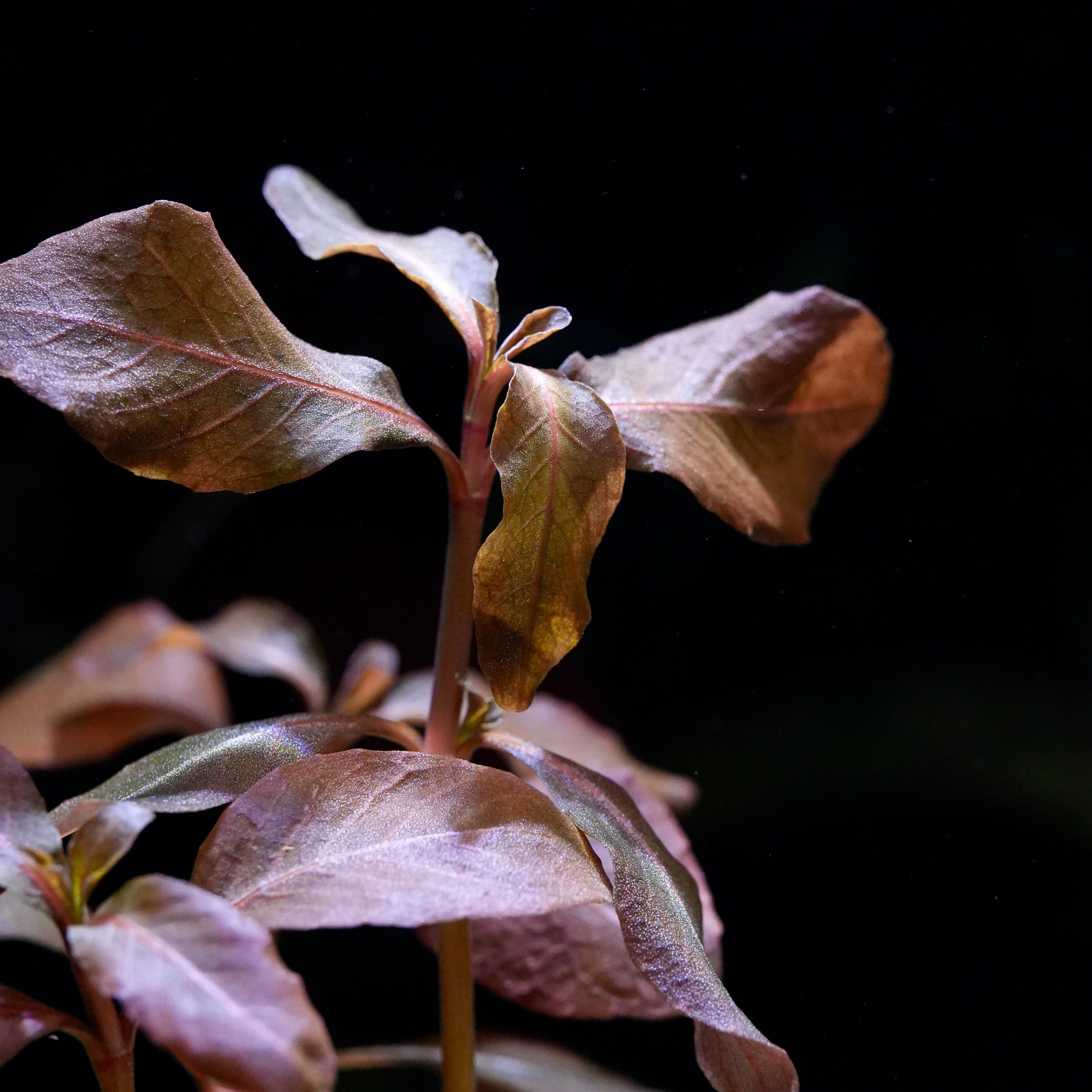 Macro shot of hygrophila brown rare aquatic plant profile leaf
