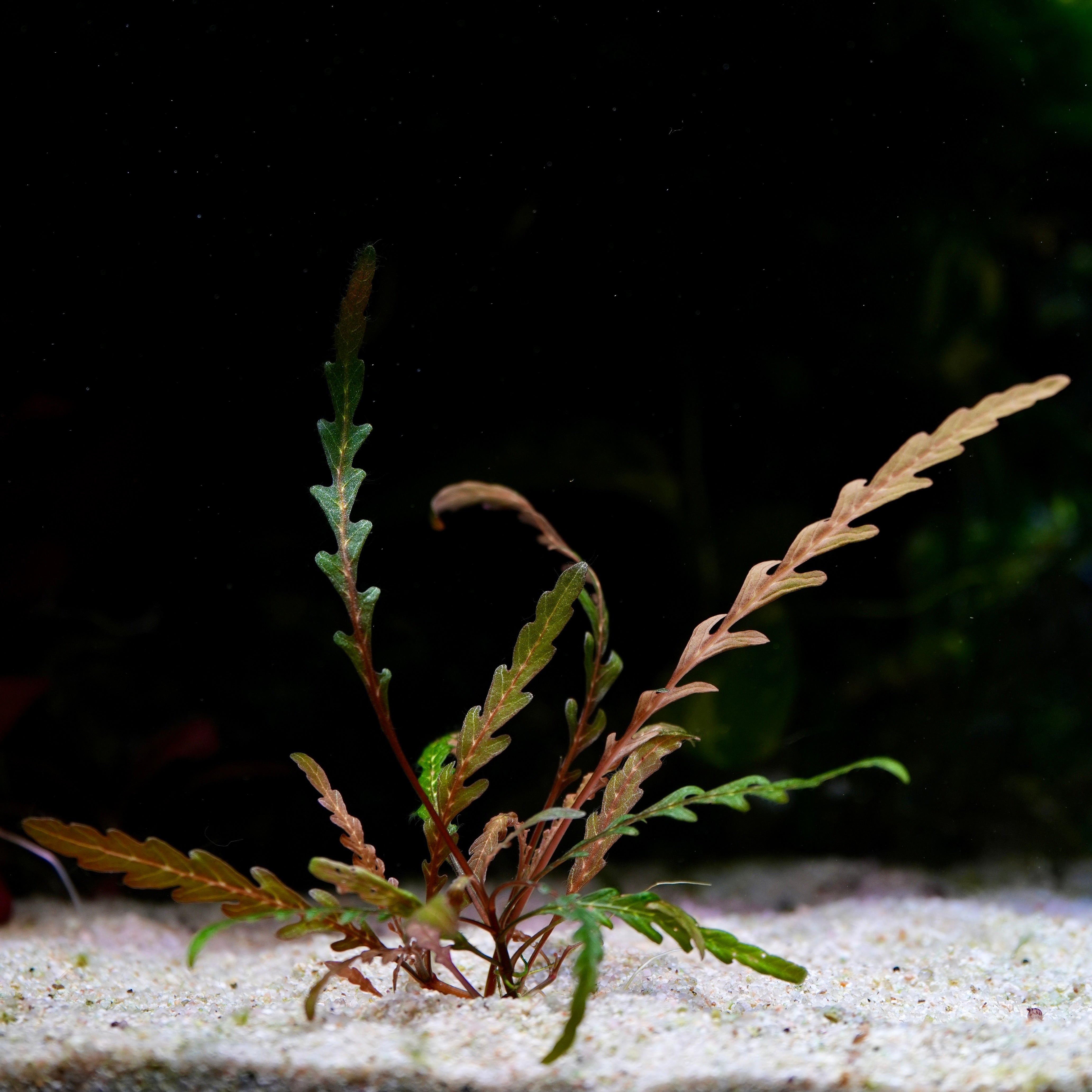 hygrophila pinnatifida aquatic plant on a dark background in sand