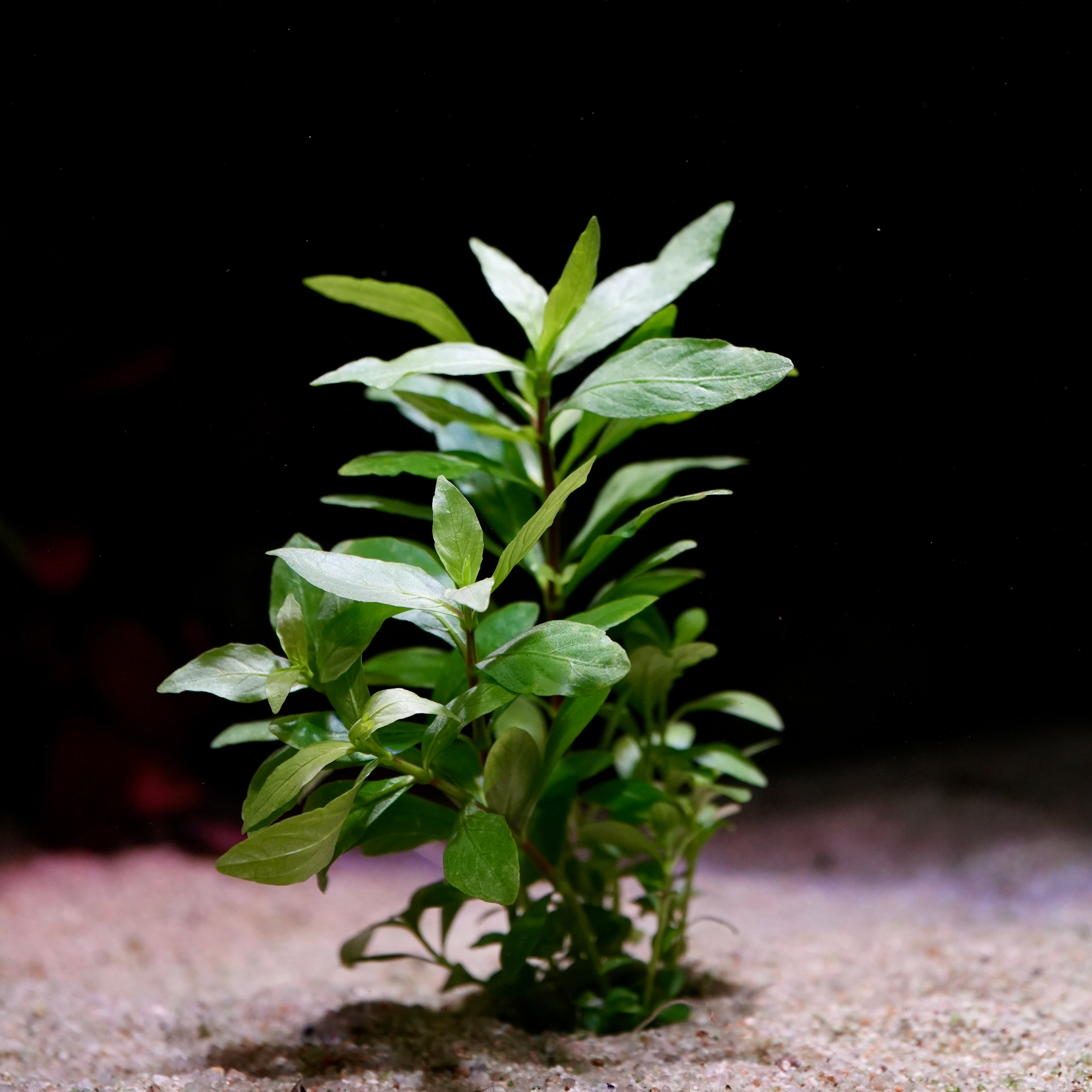 Green hygrophila polysperma aquatic plant with tear drop leaves on a sandy substrate