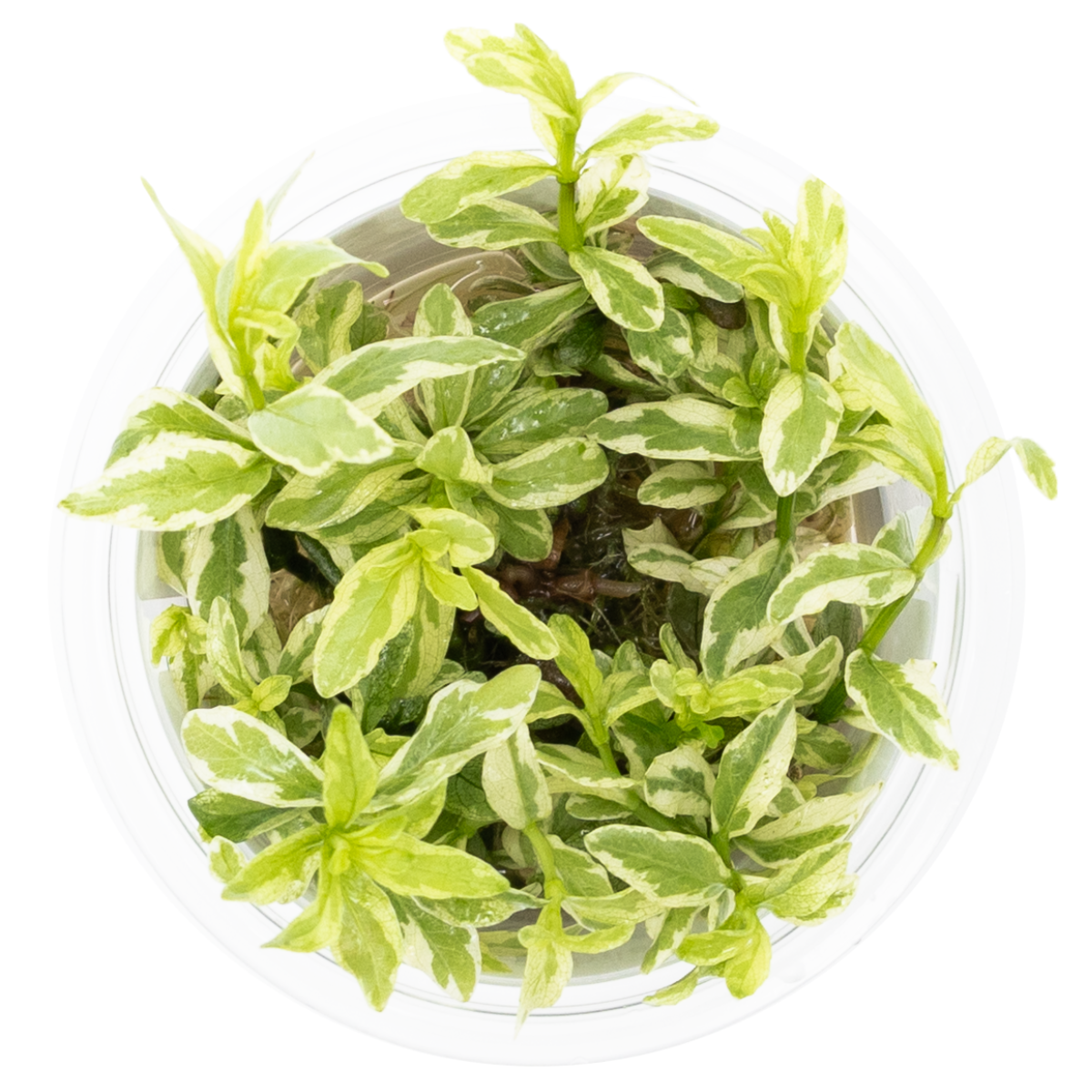 Bunch of hygrophila polysperma white in vitro