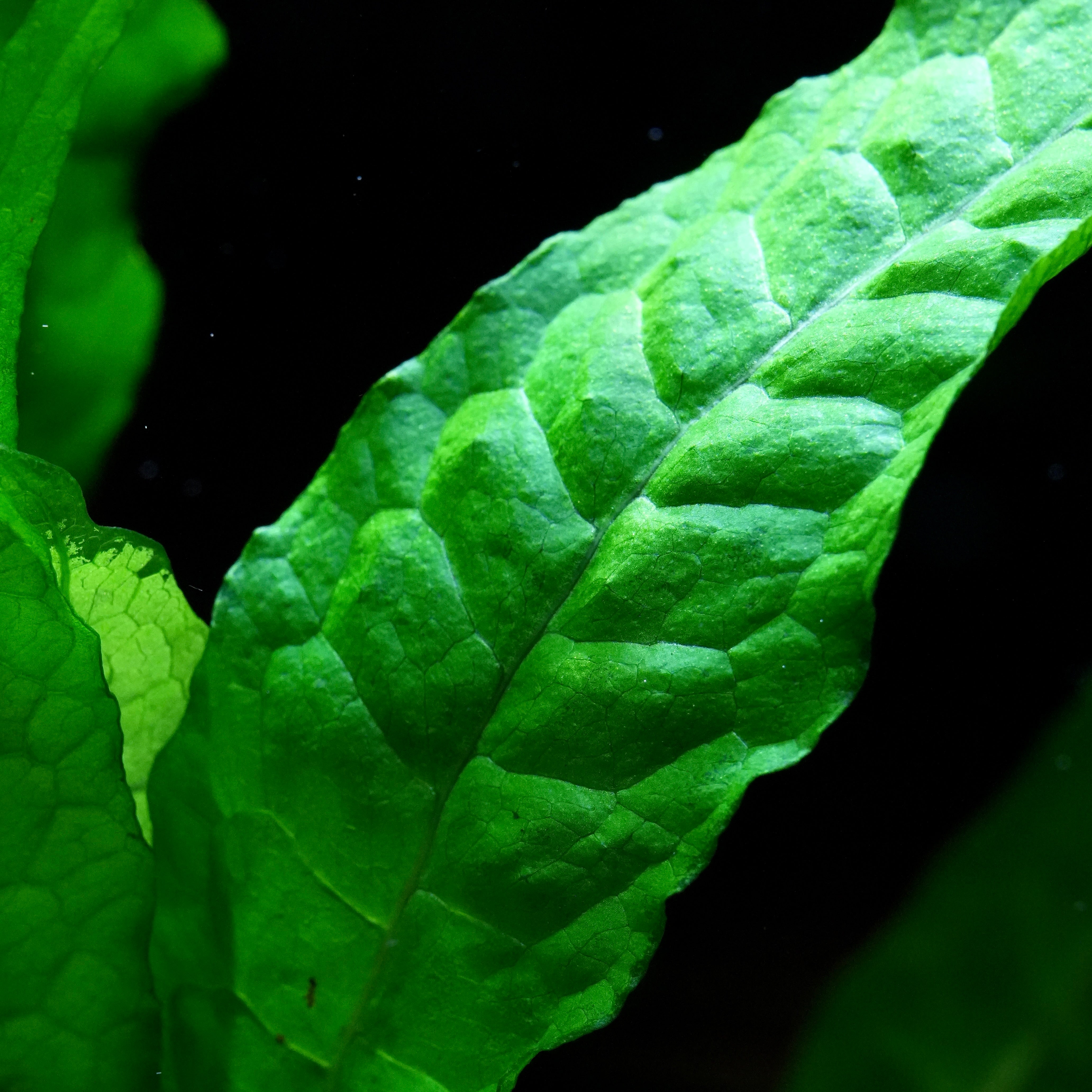Macro shot of a green leaf with detailed texture of java fern microsorum pteropus aquarium epiphyte plant on a black background