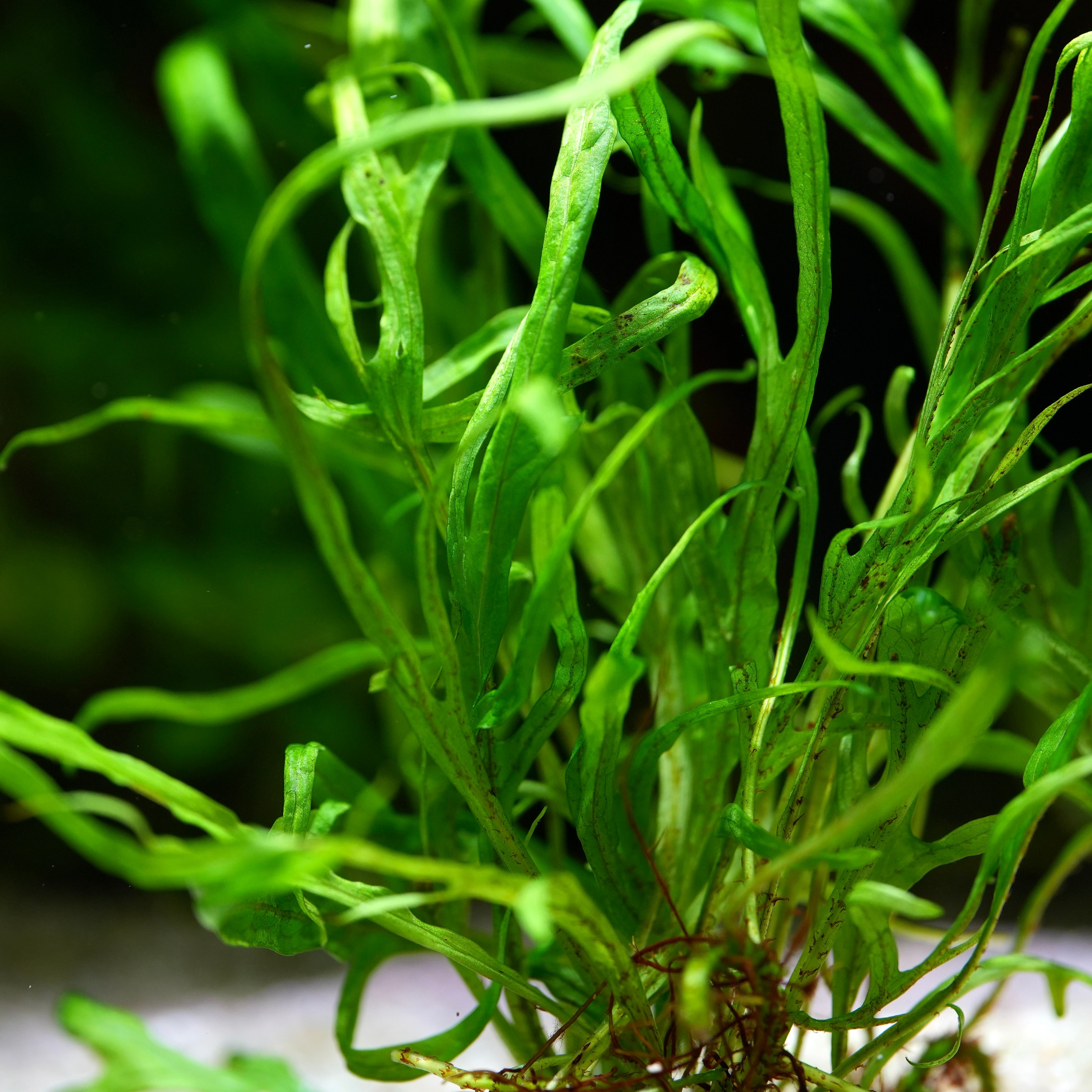Close-up of green java fern trident microsorum pteropus aquarium epiphyte plant