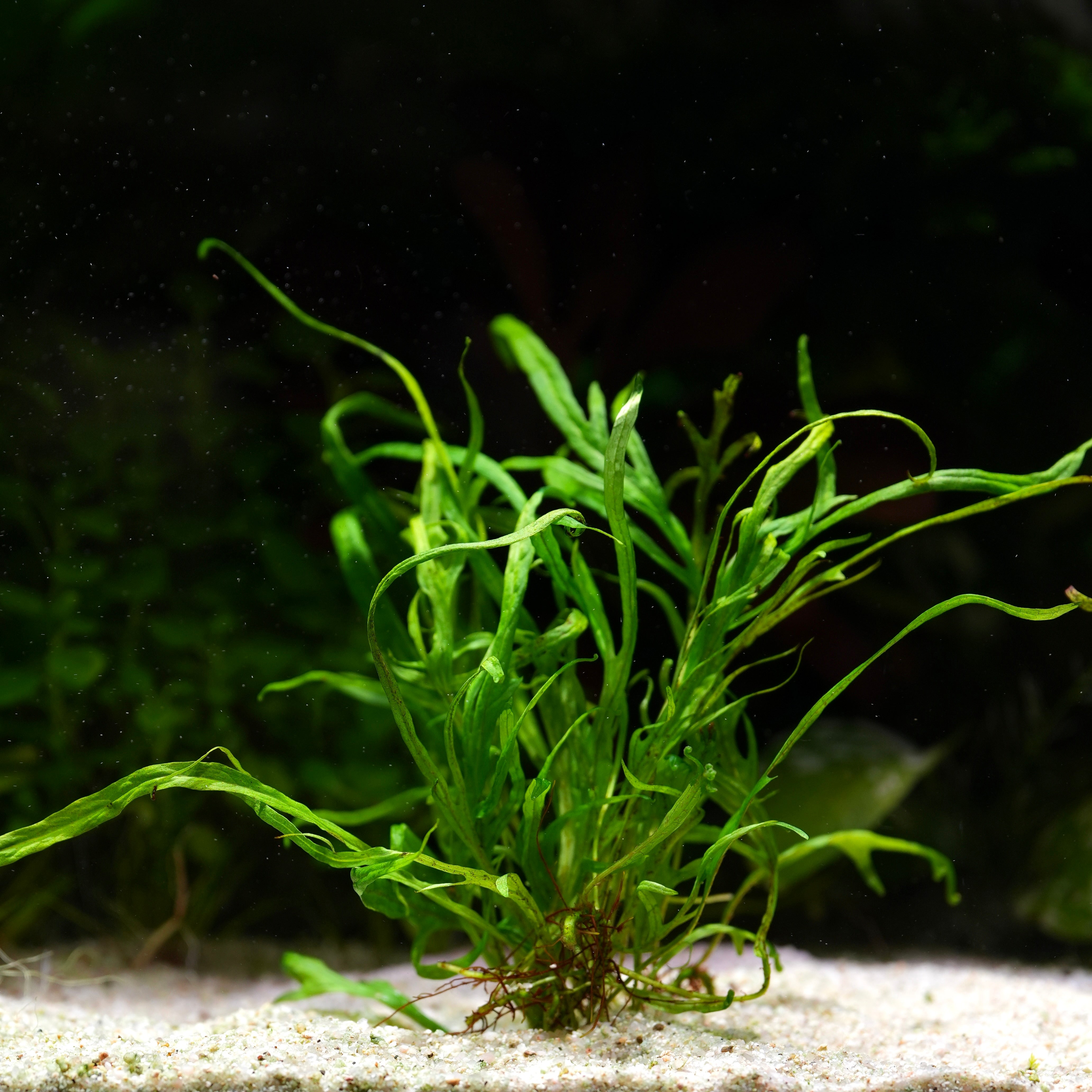 Green java fern trident microsorum pteropus aquarium epiphyte plant in an aquarium setting with a dark background