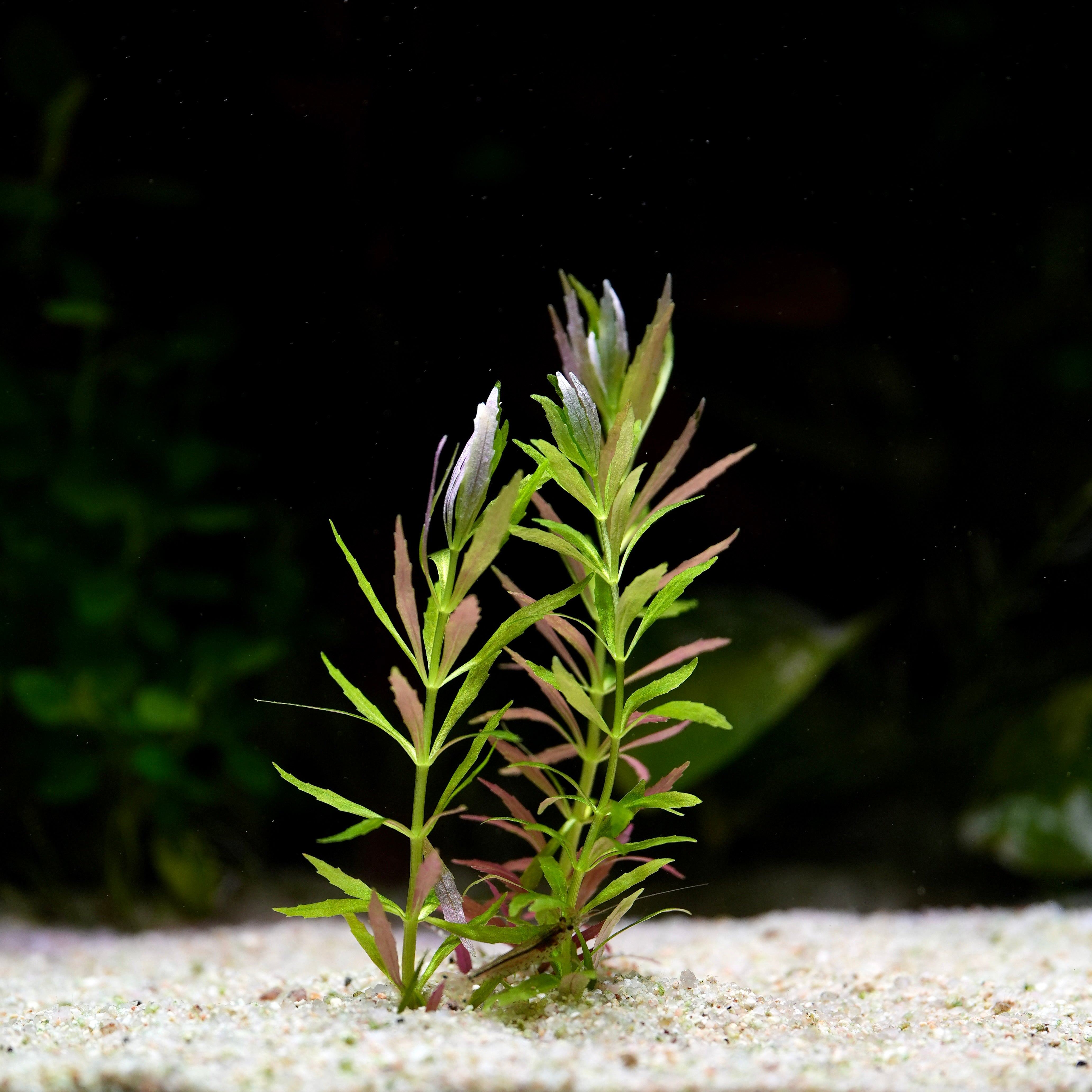 Green and pink limnophila aromatica mini aquarium stem plant in sand