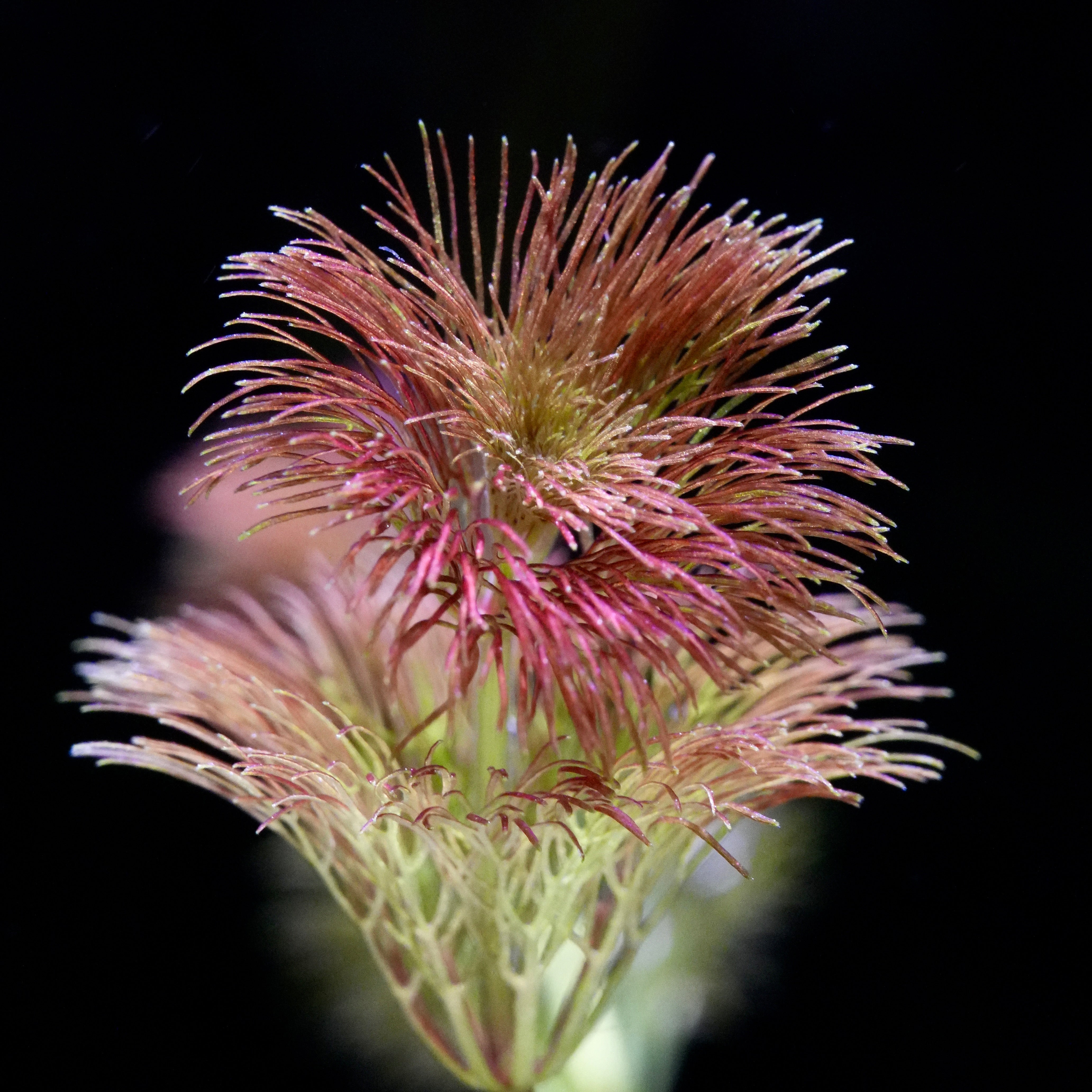 Macro shot of a unique pink and green limnophila orange laos rare aquarium plant against a black background
