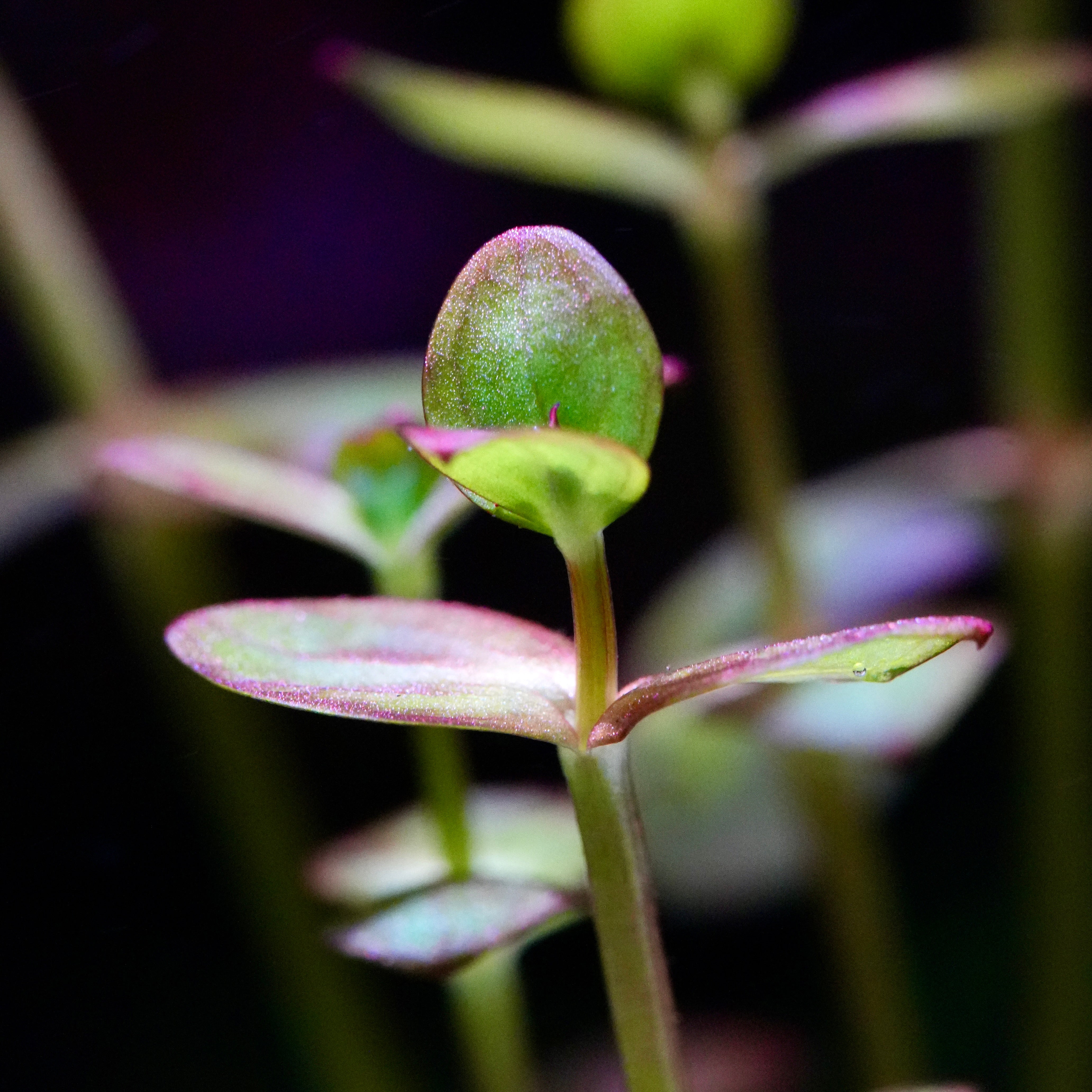 Macro shot of purple and green leaves of lindernia india aquarium stem plant
