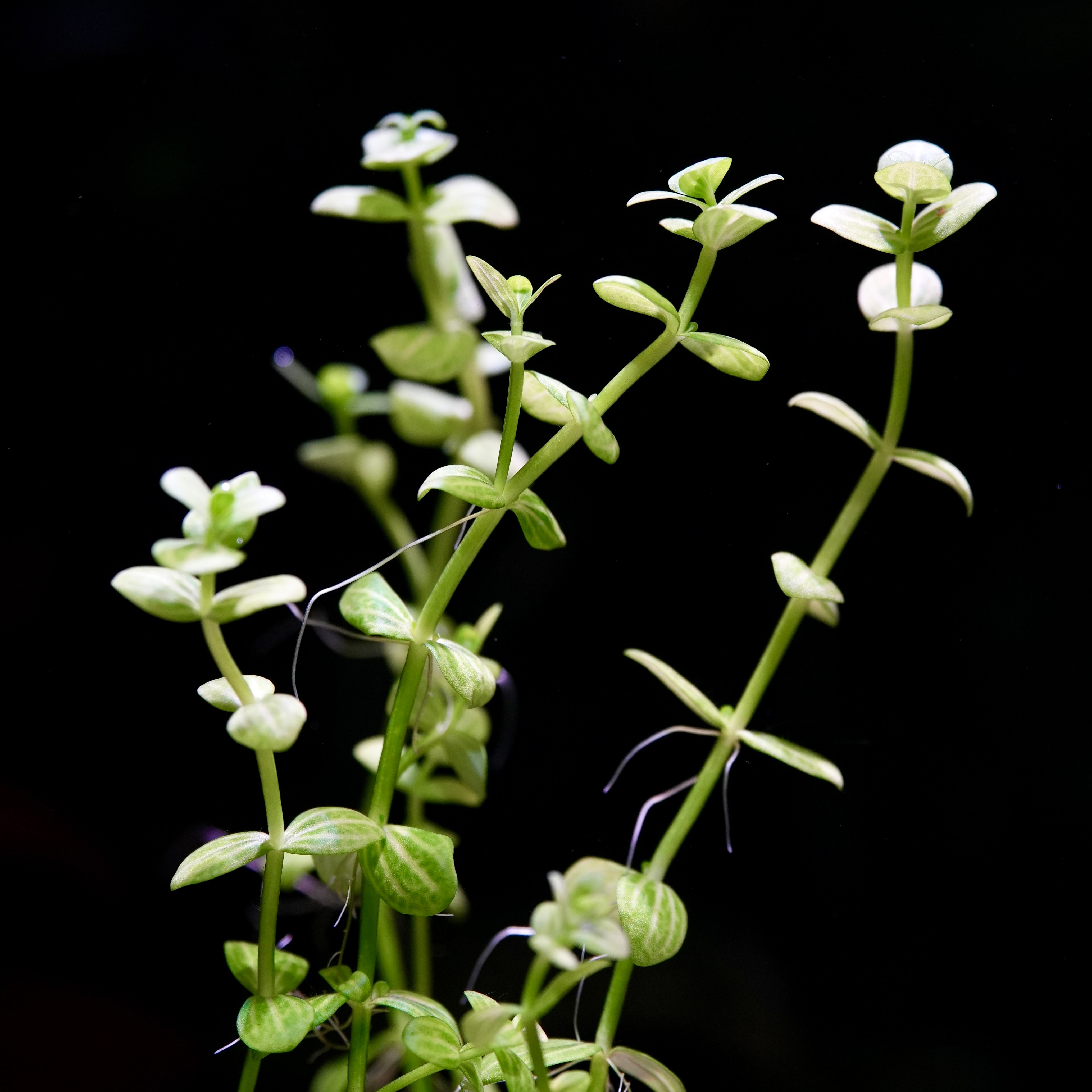 Bunch of stems of lindernia rotundifolia variegated aquarium plant
