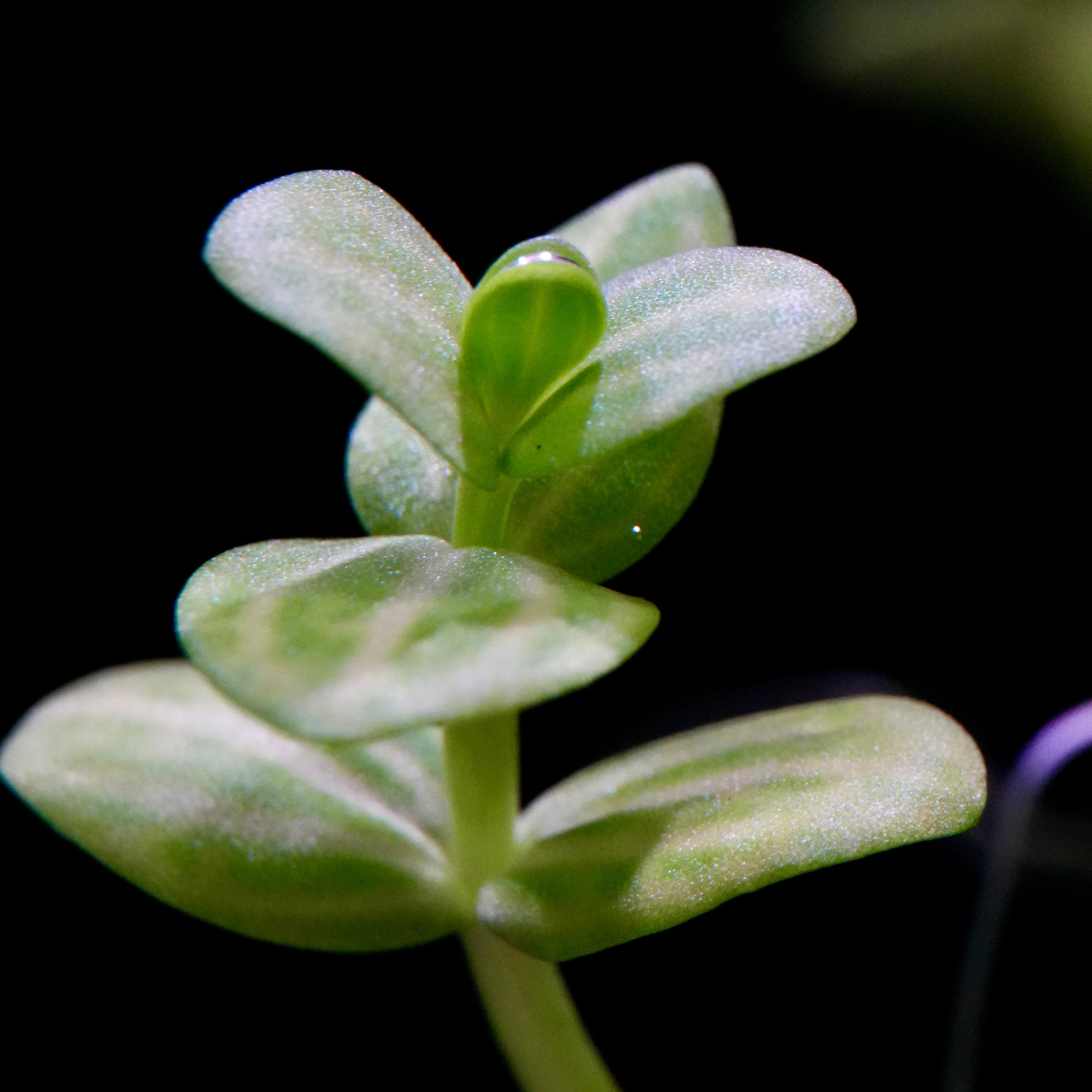 Macro shot of leaf tips of lindernia rotundifolia variegated aquarium plant