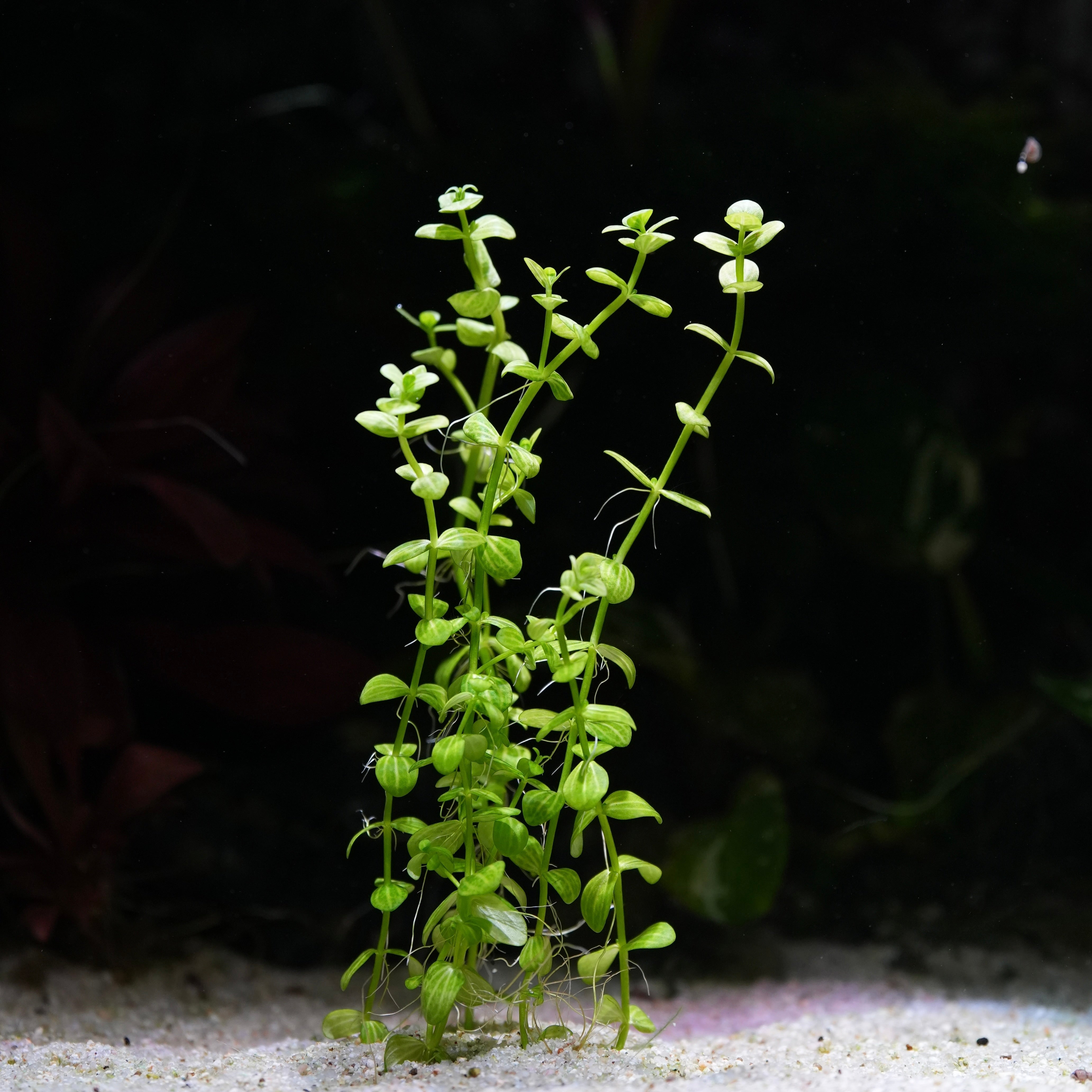 Green lindernia rotundifolia variegated aquarium plant on a sandy substrate