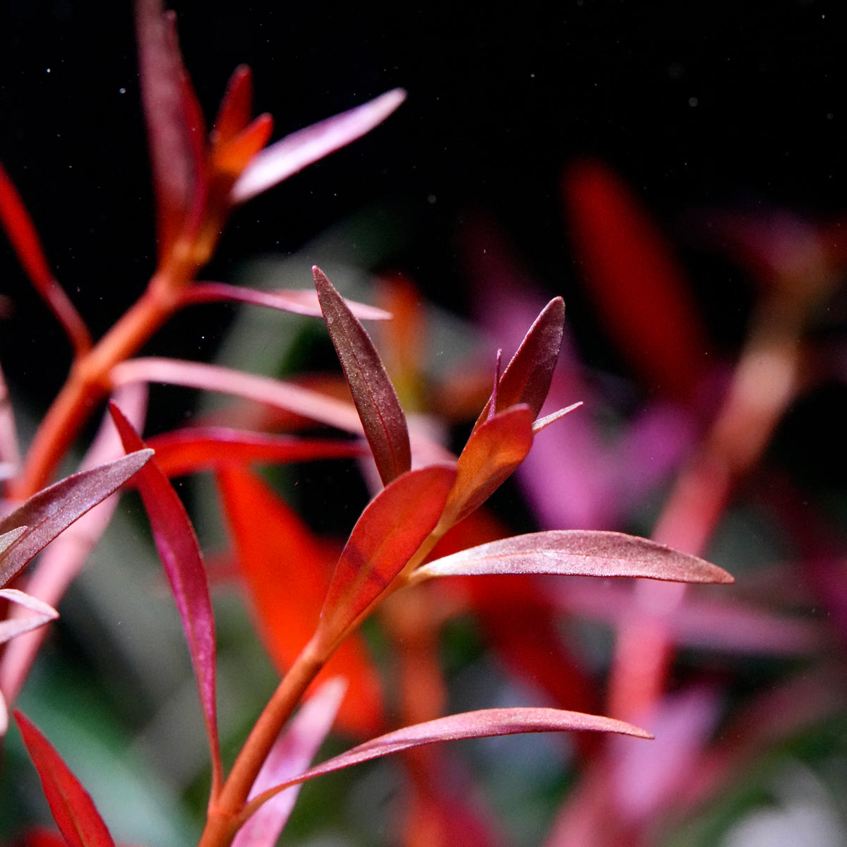 Close-up underwater shot of a red ludwigia arcuata aquarium stem plant with slender leaves and reddish-brown stems against a dark background.