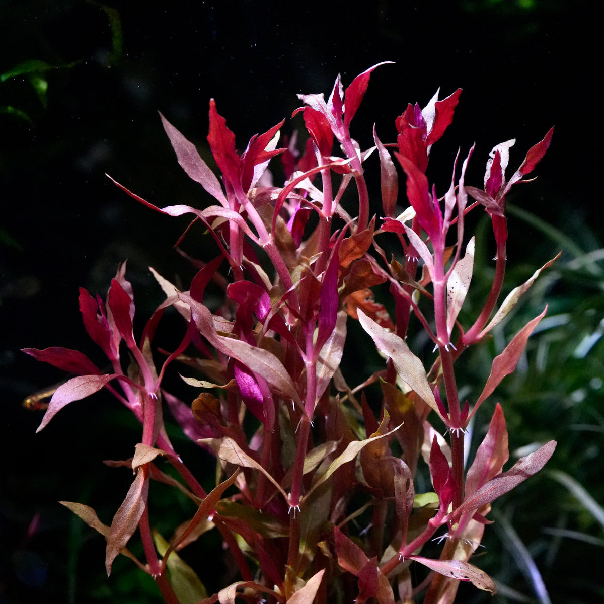 A close-up of ludwigia brevipes aquarium stem plant with slender, reddish-brown and pinkish-purple leaves.