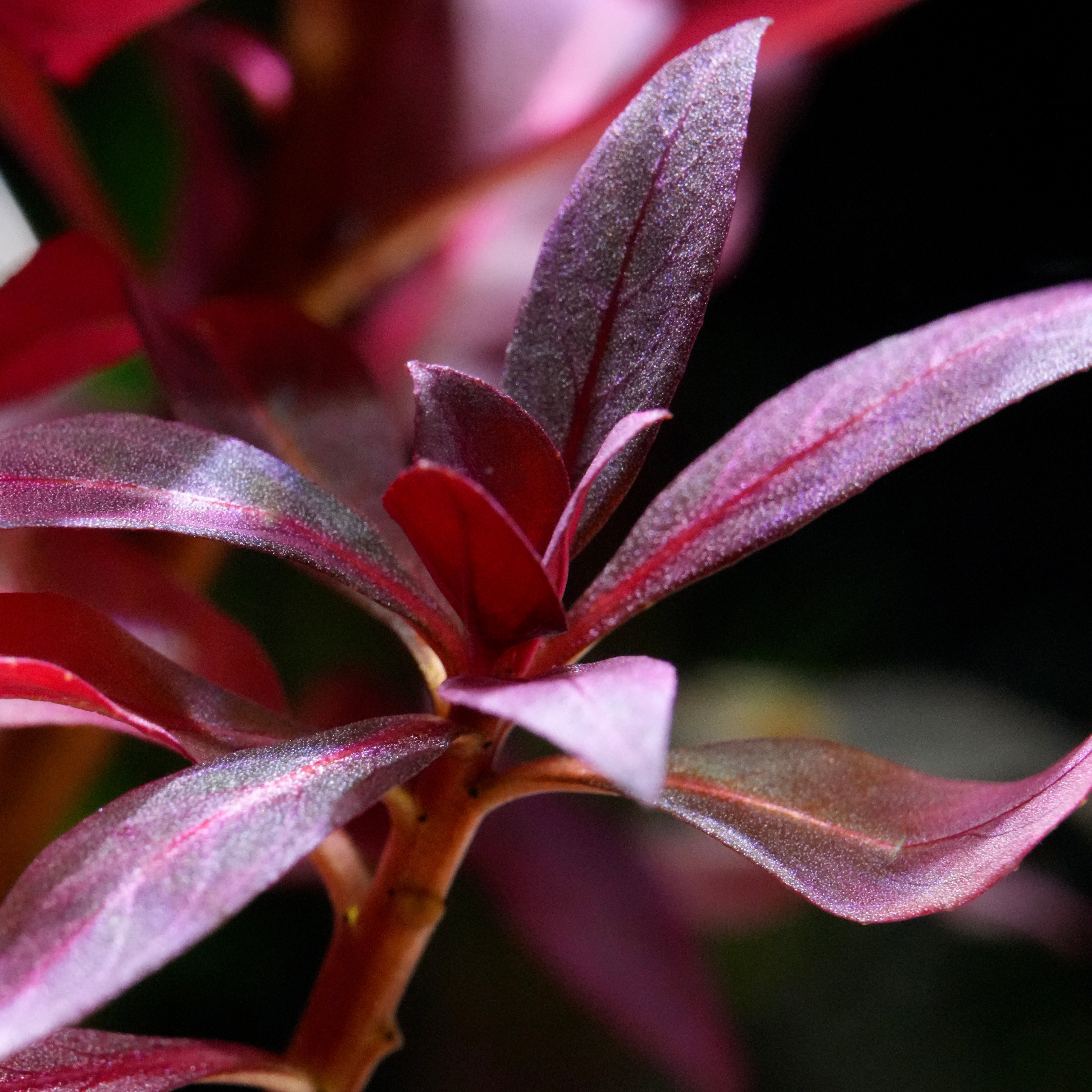 Macro shot of purple leaves of ludwigia glandulosa aquarium stem plant