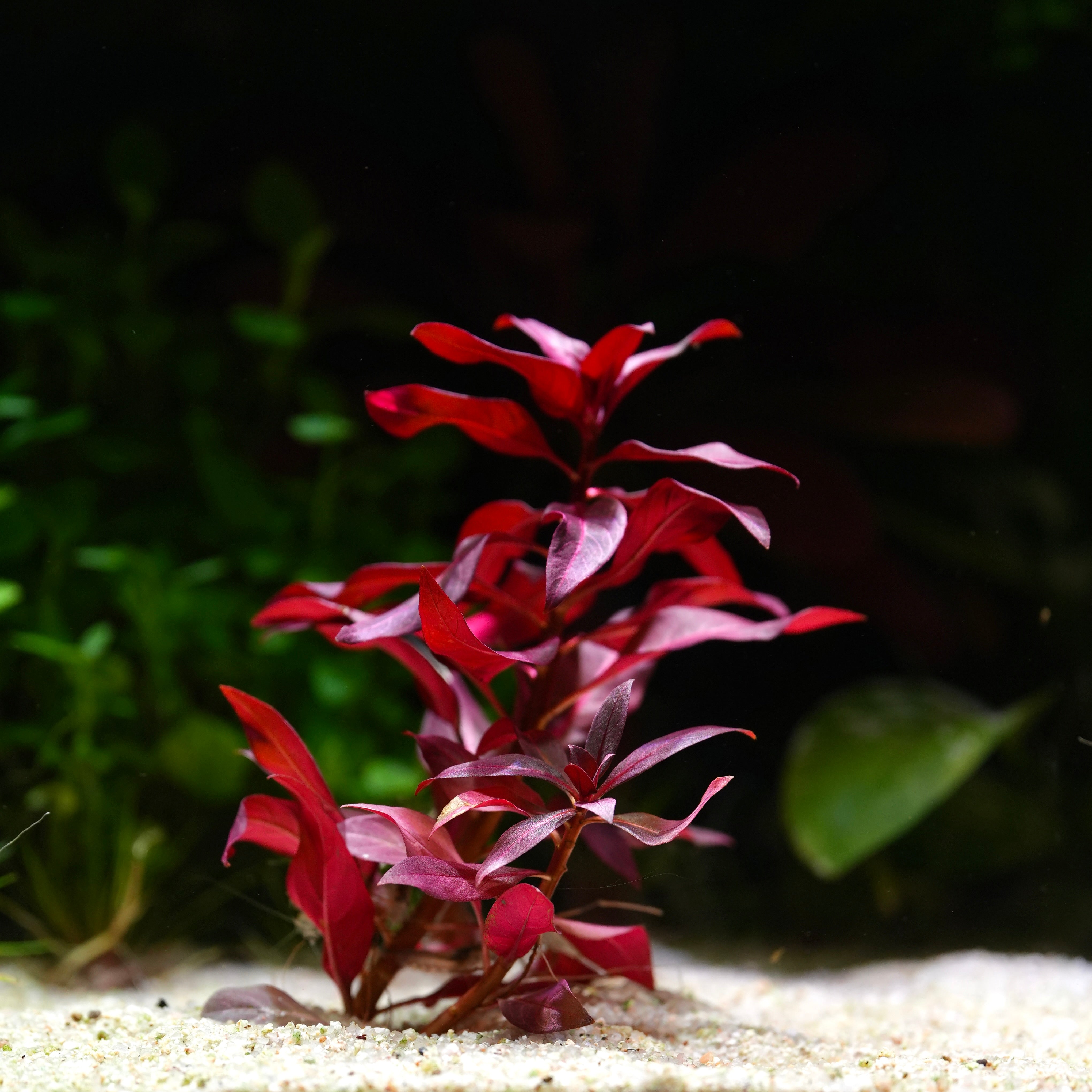 Red ludwigia glandulosa aquarium stem plant in sand