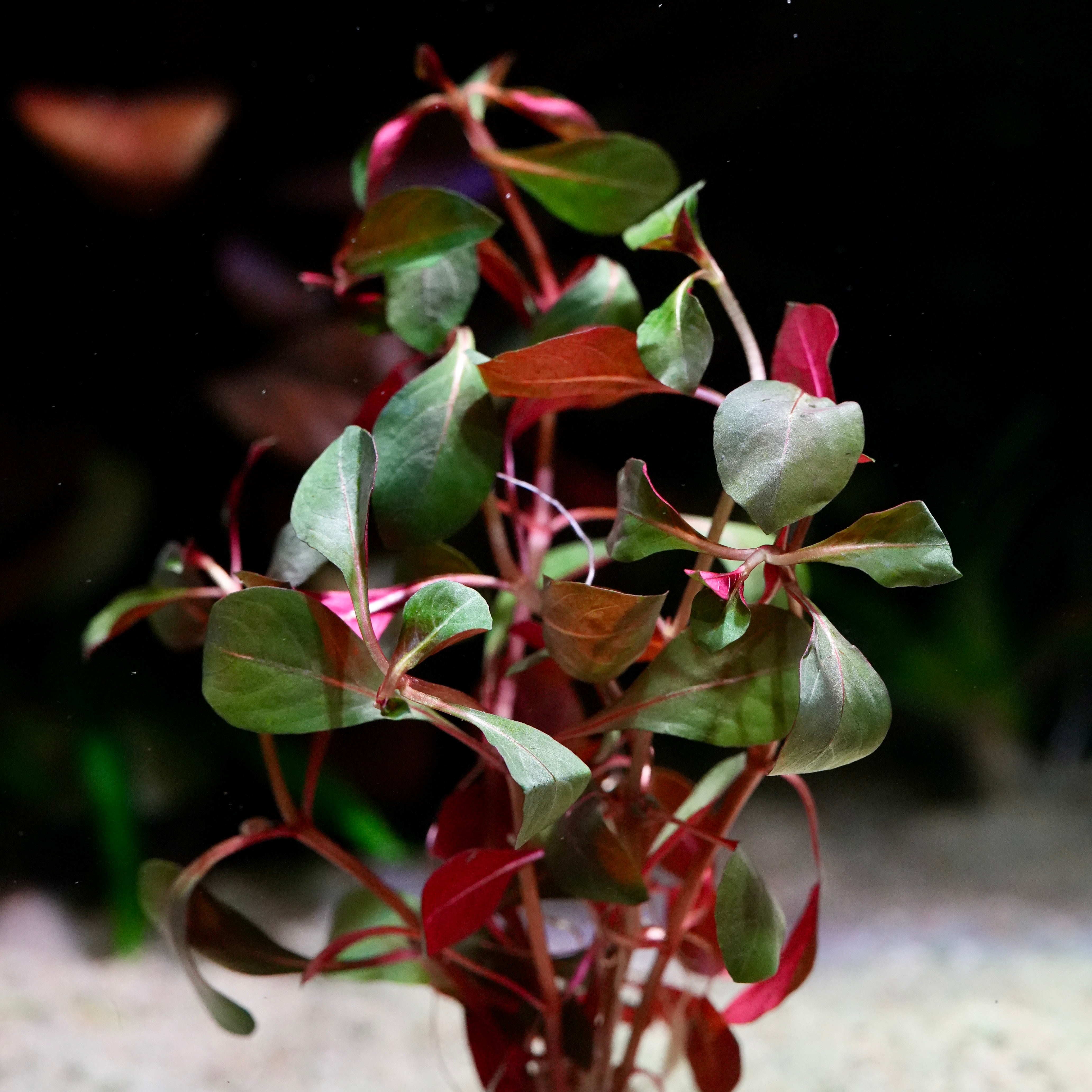 Close up of ludwigia glandulosa diamond aquarium plant with green and red leaves